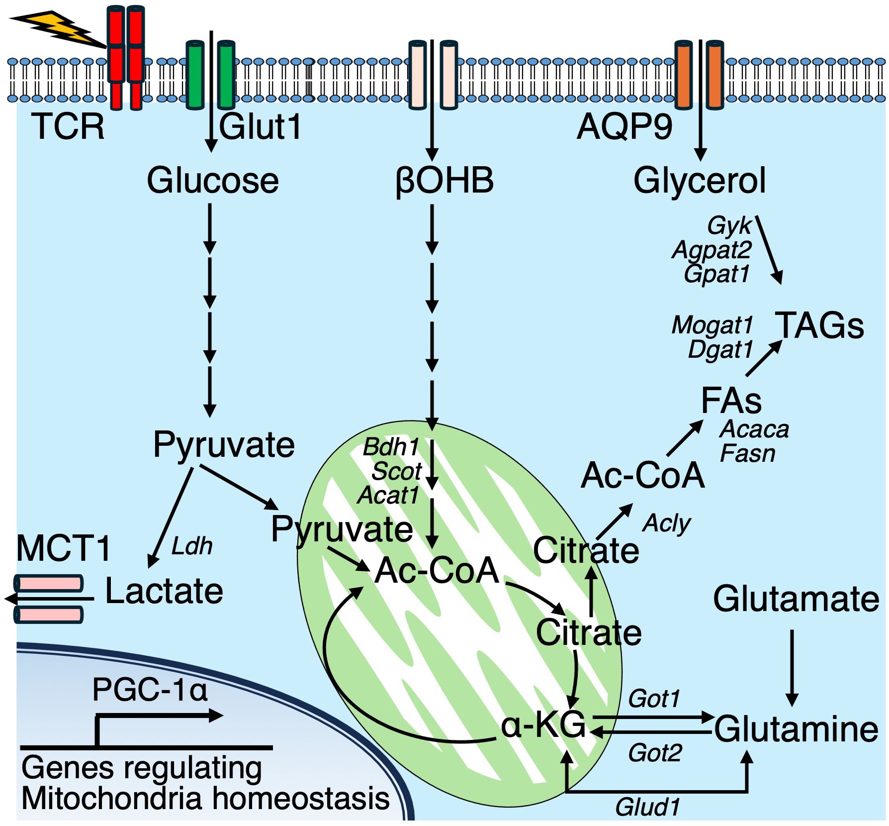 Diagram showing metabolic pathways involving glucose, βOHB, and glycerol within a cell membrane. Glucose converts to pyruvate via GLUT1, then lactate through LDH. βOHB enters, forms pyruvate, and proceeds to citrate involving Bdh1, Scot, Acat1. Glycerol, via AQP9, forms fatty acids then TAGs through Gyk, Agpat2, Gpat1, Mogat1, Dgat1, Acac, Fasn, and Acly. Pyruvate and citrate are linked to gene regulation in mitochondria via PGC-1α. Glutamate forms glutamine involving Got1, Got2, Glud1.