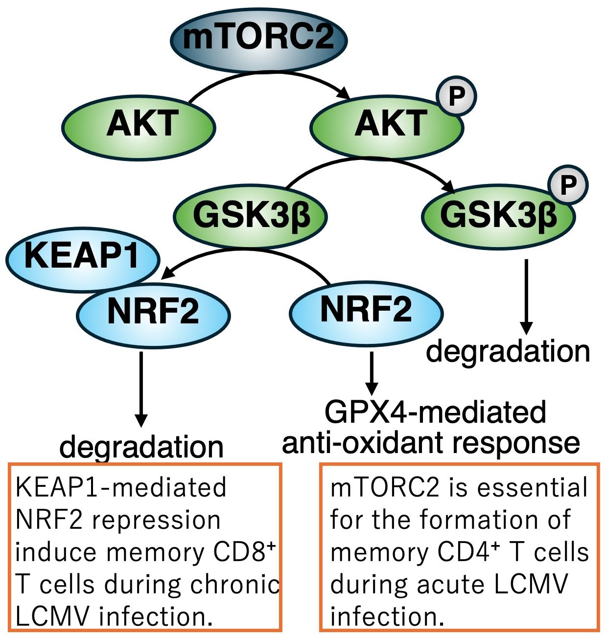 Flowchart illustrating the mTORC2 pathway's role in T cell responses. mTORC2 activates AKT, which phosphorylates GSK3β. GSK3β represses NRF2 in a KEAP1-dependent manner, but this repression is relieved by phosphorylation of GSK3β. Phosphorylation of GSK3β also leads to the activation of an NRF2-driven, GPX4-mediated antioxidant response. KEAP1 interacts with NRF2, causing its degradation and inducing memory CD8+ T cells during chronic LCMV infection. mTORC2 is crucial for forming memory CD4+ T cells during acute LCMV infection.