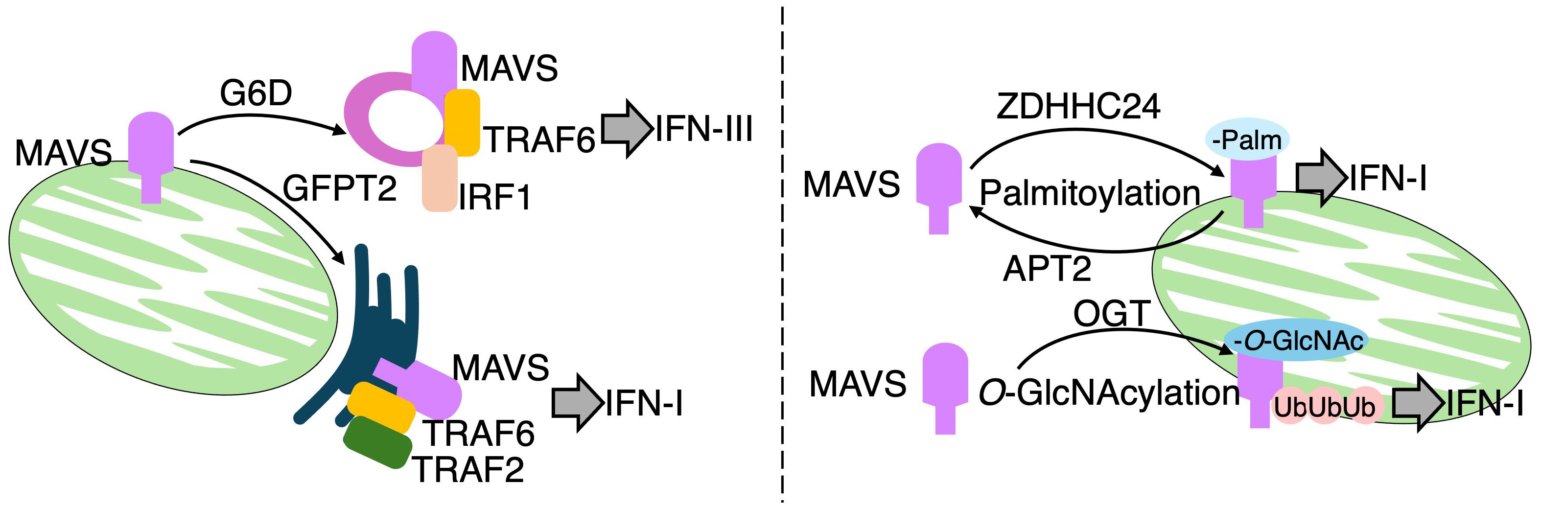 Diagram illustrating two cellular signaling pathways involving MAVS. Left: MAVS interacts with GFPT2, G6D, TRAF6, and IRF1, leading to IFN-III production. Right: MAVS undergoes palmitoylation and O-GlcNAcylation, involving ZDHHC24, APT2, and OGT, resulting in IFN-I production.