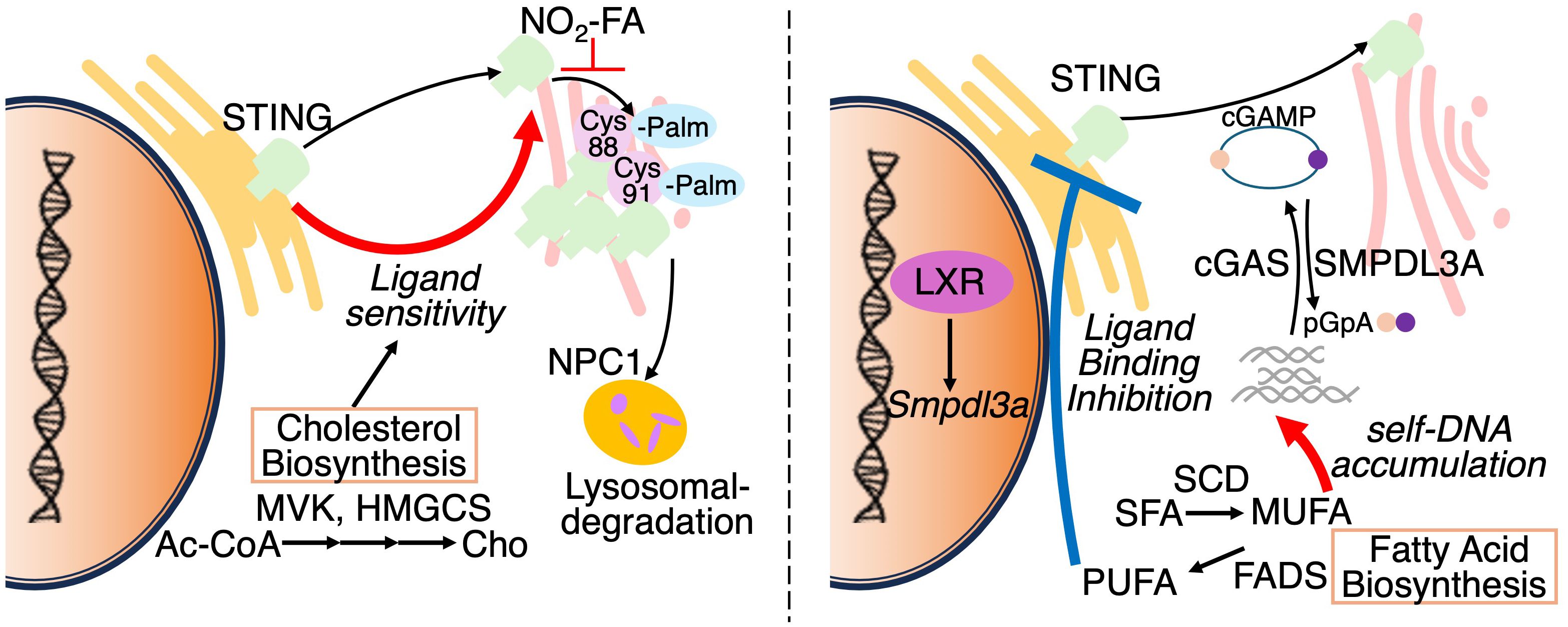 Diagram illustrating cellular pathways involving STING. Left panel shows cholesterol biosynthesis, ligand sensitivity involving NO2-FA, Cys88-Palm, Cys91-Palm, and NPC1 leading to lysosomal degradation. Right panel depicts ligand binding inhibition via cGAMP, cGAS, SMPDL3A, pGpA, and Smpdl3a, regulated by LXR. Highlights self-DNA accumulation and fatty acid biosynthesis pathways, with SFA to MUFA conversion through SCD, and PUFA through FADS.