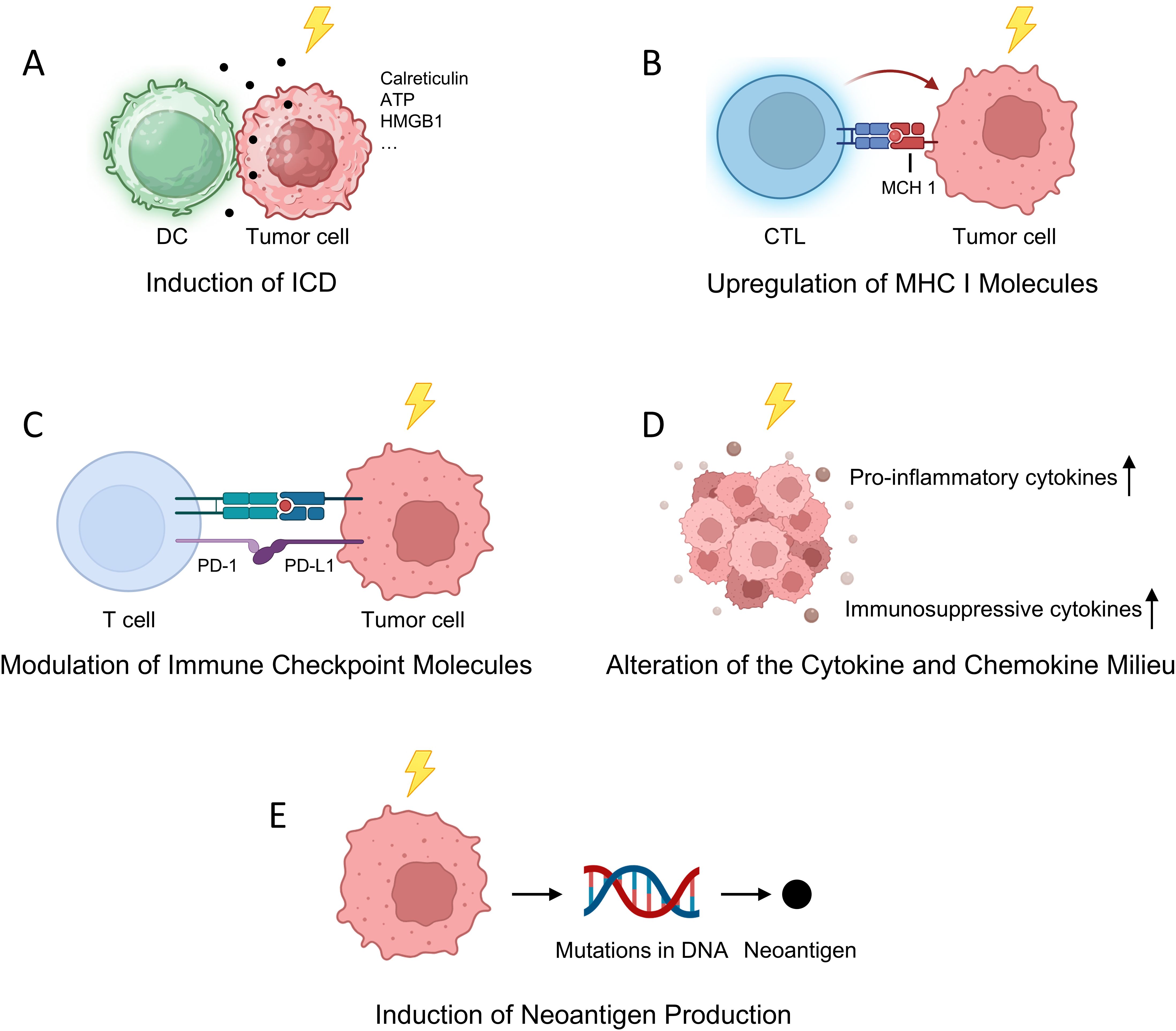 Diagram illustrating mechanisms by which energy exposure affects tumor cells. A: Induction of Immunogenic Cell Death (ICD) with calreticulin, ATP, HMGB1 release between dendritic cell (DC) and tumor cell. B: Upregulation of MHC I molecules in cytotoxic T lymphocyte (CTL) and tumor cell interaction. C: Modulation of immune checkpoint molecules PD-1 and PD-L1 on T cell and tumor cell. D: Alteration of cytokine milieu, with increase in pro-inflammatory and immunosuppressive cytokines. E: Induction of neoantigen production from DNA mutations in tumor cell.