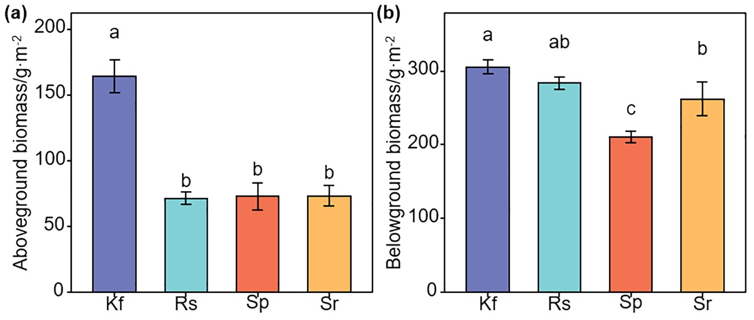 Bar charts labeled (a) and (b). Chart (a) shows aboveground biomass (grams per square meter) for Kf, Rs, Sp, and Sr. Kf has the highest biomass. Chart (b) shows belowground biomass for the same groups. Kf and Rs have higher biomass than Sp, with Sr in between. Error bars indicate variability.