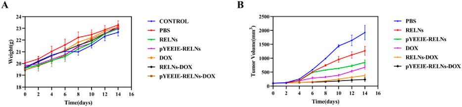 Graphs A and B show weight and tumor volume changes over time for multiple treatments, including CONTROL, PBS, RELNs, pYEEIE-RELNs, DOX, RELNs-DOX, and pYEEIE-RELNs-DOX. Graph A indicates weight increases over 16 days, with all groups showing similar trends and small variations. Graph B shows tumor volume changes, where treatment with PBS results in the largest tumor growth, and pYEEIE-RELNs-DOX shows the smallest increase. Time is measured in days, weights in grams, and tumor volumes in cubic millimeters.