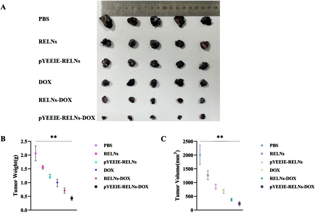 Tumor samples and corresponding graphs from experimental groups: PBS, RELNs, pYEEIE-RELNs, DOX, RELNs-DOX, and pYEEIE-RELNs-DOX. Graph B shows tumor weight in grams, while Graph C displays tumor volume in cubic millimeters. Both graphs indicate significant differences, represented by double asterisks.
