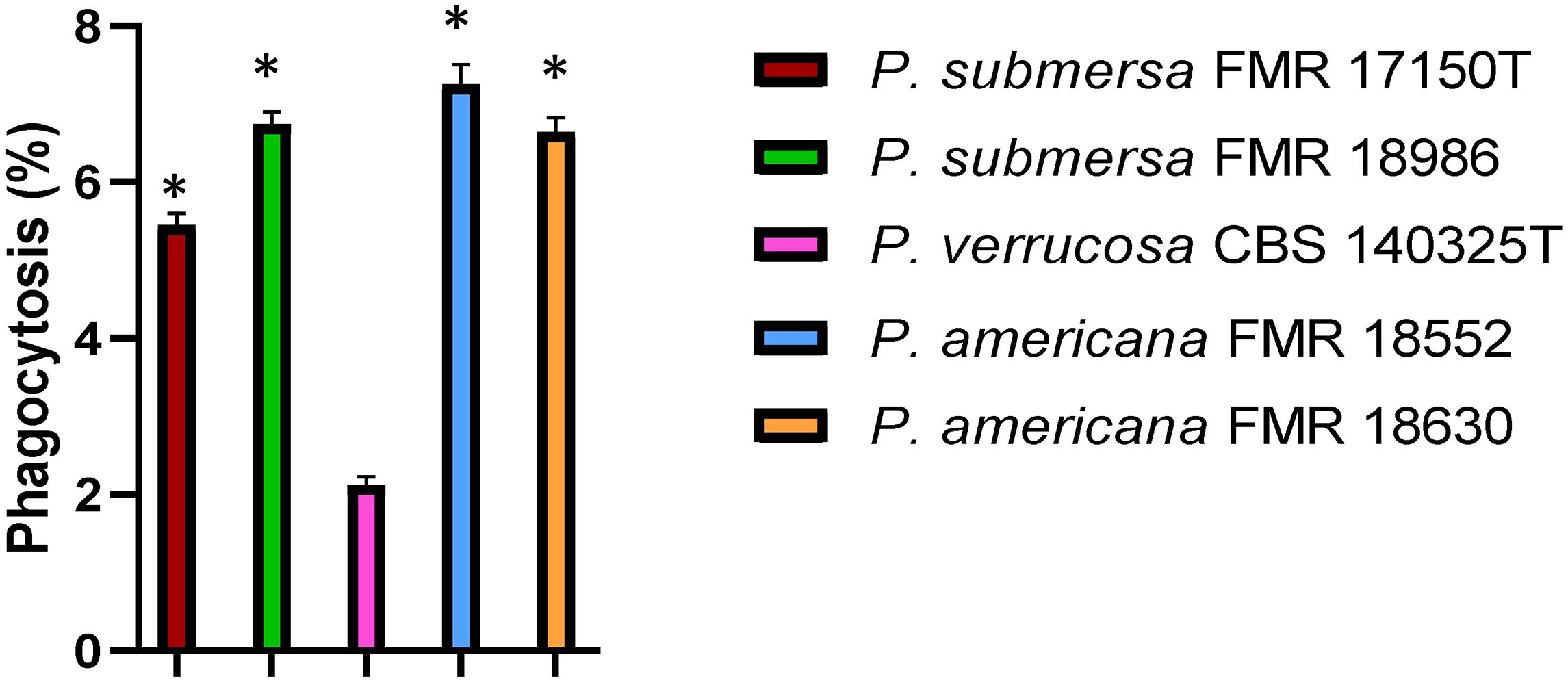 Bar chart showing phagocytosis percentages of different fungal strains. P. submersa FMR 18986 (green) and P. americana FMR 18552 (blue) have the highest values at 7%. P. submersa FMR 17150T (red) and P. americana FMR 18630 (orange) follow at 6%. P. verrucosa CBS 140325T (pink) shows the lowest at 3%. Asterisks indicate statistically significant differences.