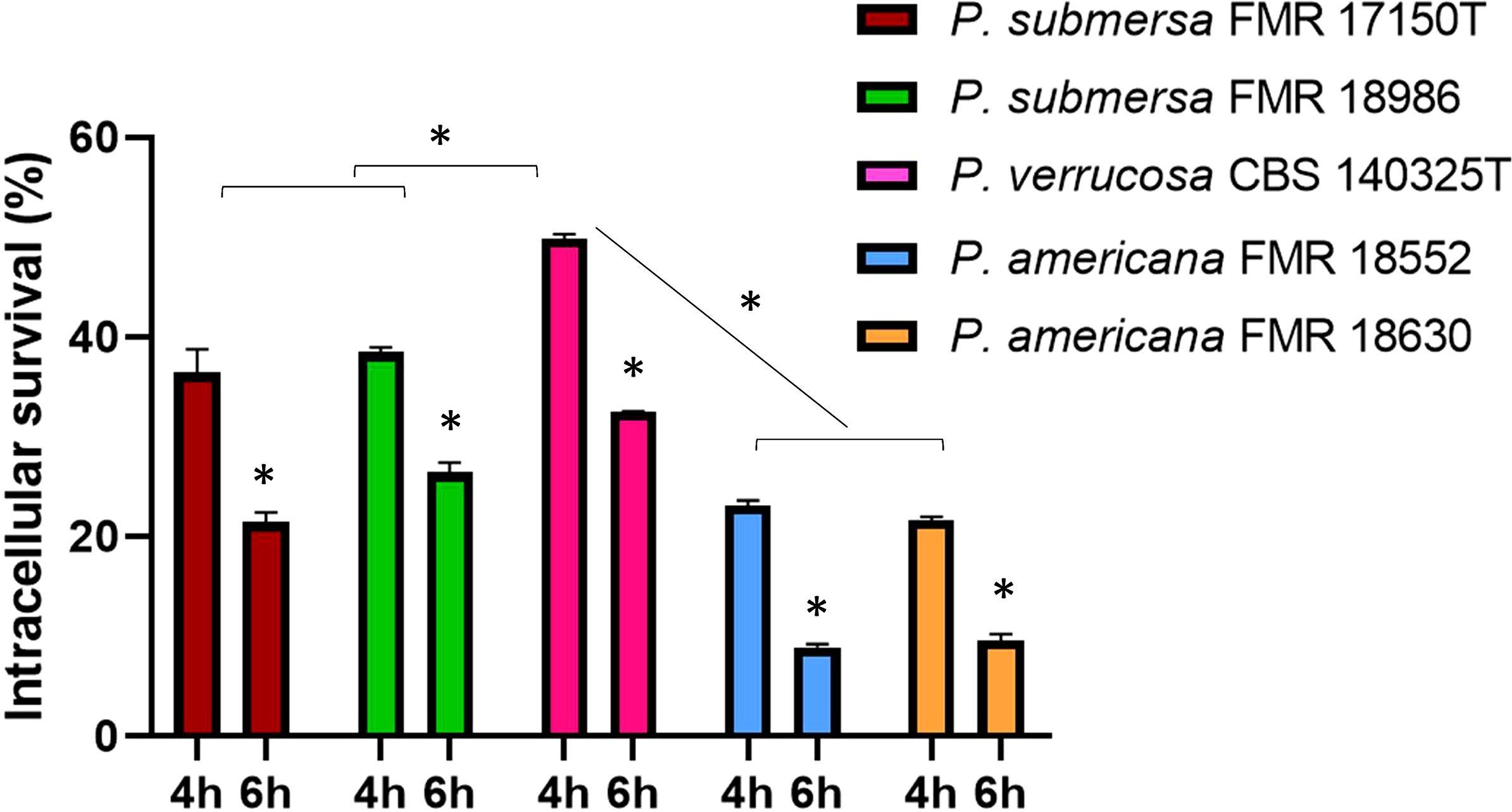 Bar chart showing intracellular survival percentages of different strains of P. submersa and P. americana at four hours and six hours. Each strain is represented by a different color: maroon, green, pink, blue, and orange. The chart indicates significant differences between certain groups, marked by asterisks and connecting lines. Intracellular survival values range from zero to 60 percent.
