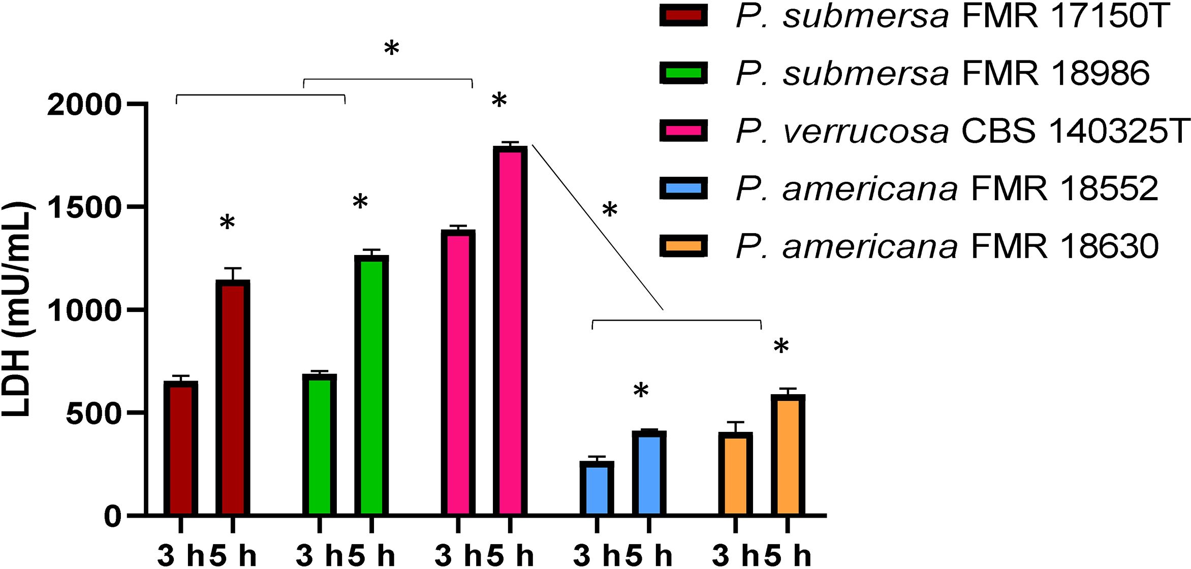 Bar chart displaying LDH (mU/mL) levels for different fungal species at three and five-hour intervals. P. submersa and P. verrucosa exhibit higher LDH levels, especially at five hours. Significance is marked with asterisks. Color legend indicates species: red and green for P. submersa, pink for P. verrucosa, blue and orange for P. americana.