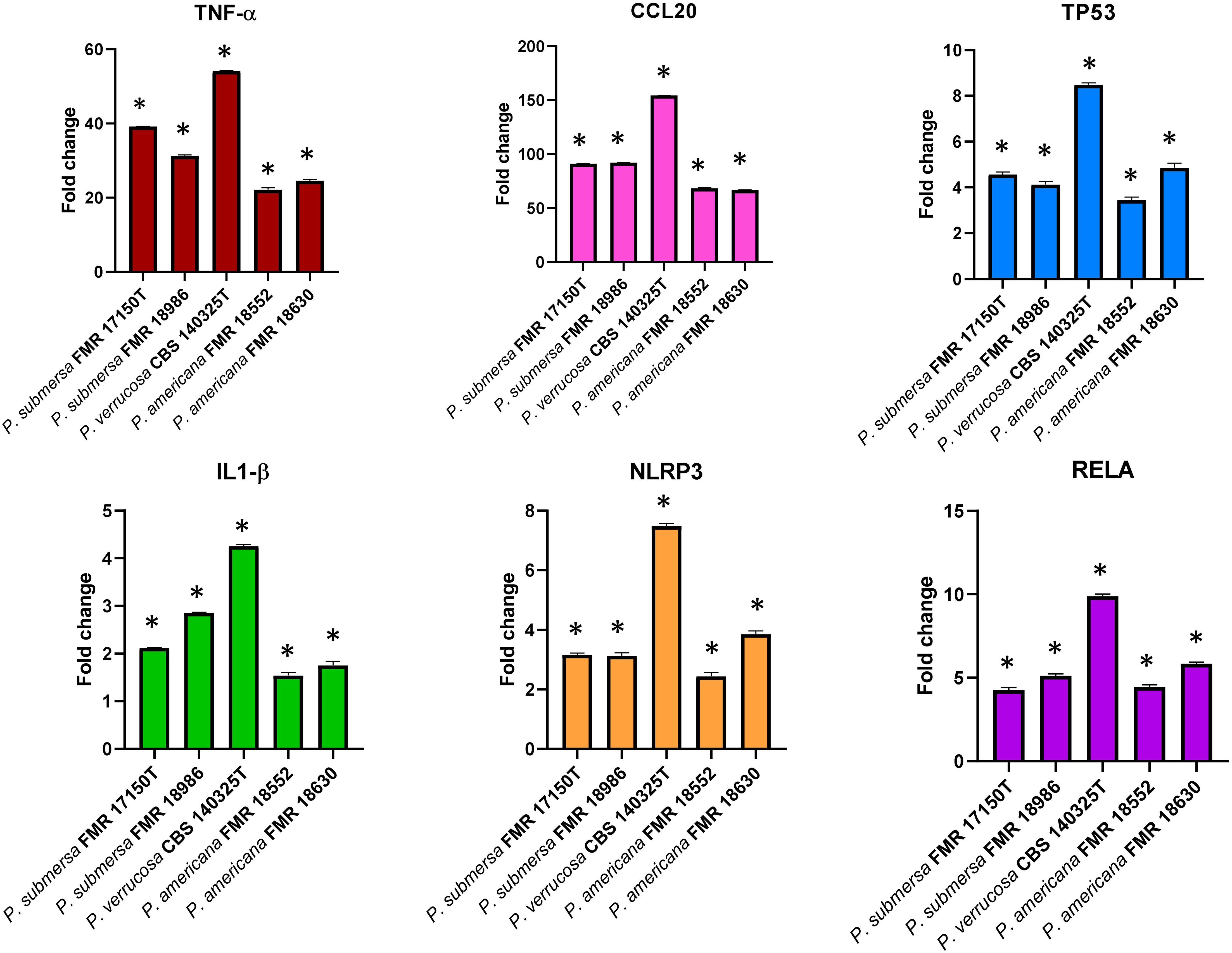 Bar charts displaying the fold change for different genes: TNF-α, CCL20, TP53, IL1-β, NLRP3, and RELA. Each chart compares fold change across five fungal strains: P. submersa FMR 17150T, P. submersa FMR 18986, P. verrucoso CBS 140325T, P. americana FMR 18552, and P. americana FMR 18630. Significant differences are marked with asterisks.