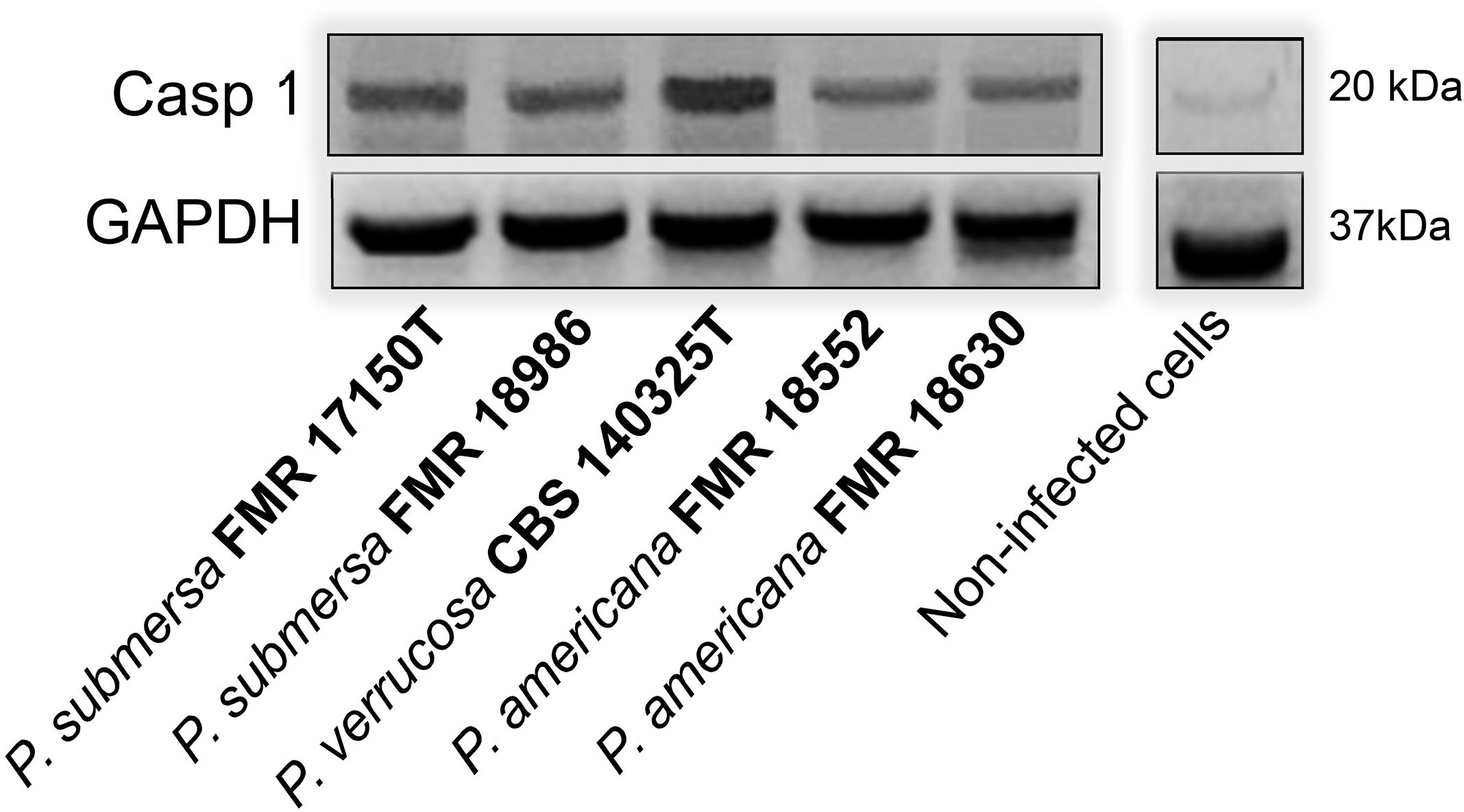 Western blot image showing Caspase 1 and GAPDH expression across different fungal strains and non-infected cells. Caspase 1 shows variable expression highlighted at 20 kDa, while GAPDH is consistently expressed at 37 kDa across samples including P. submersa, P. verrucosa, P. americana, and controls.