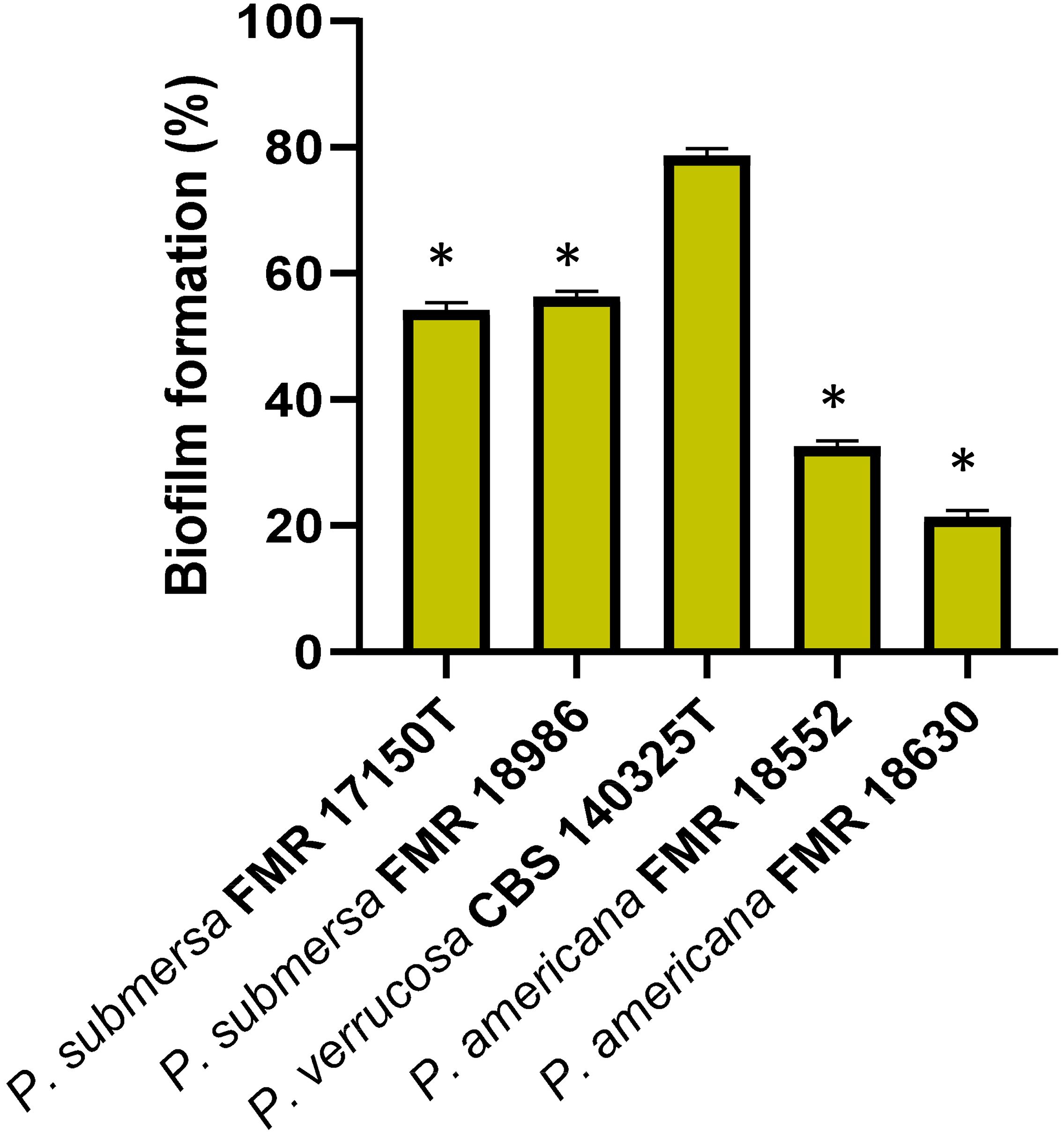 Bar chart showing biofilm formation percentages for different strains: *P. submersa* FMR 17150T (61%), FMR 18986 (58%), *P. verrucosa* CBS 140325T (78%), *P. americana* FMR 18552 (44%), and FMR 18630 (31%). Asterisks indicate significant differences.
