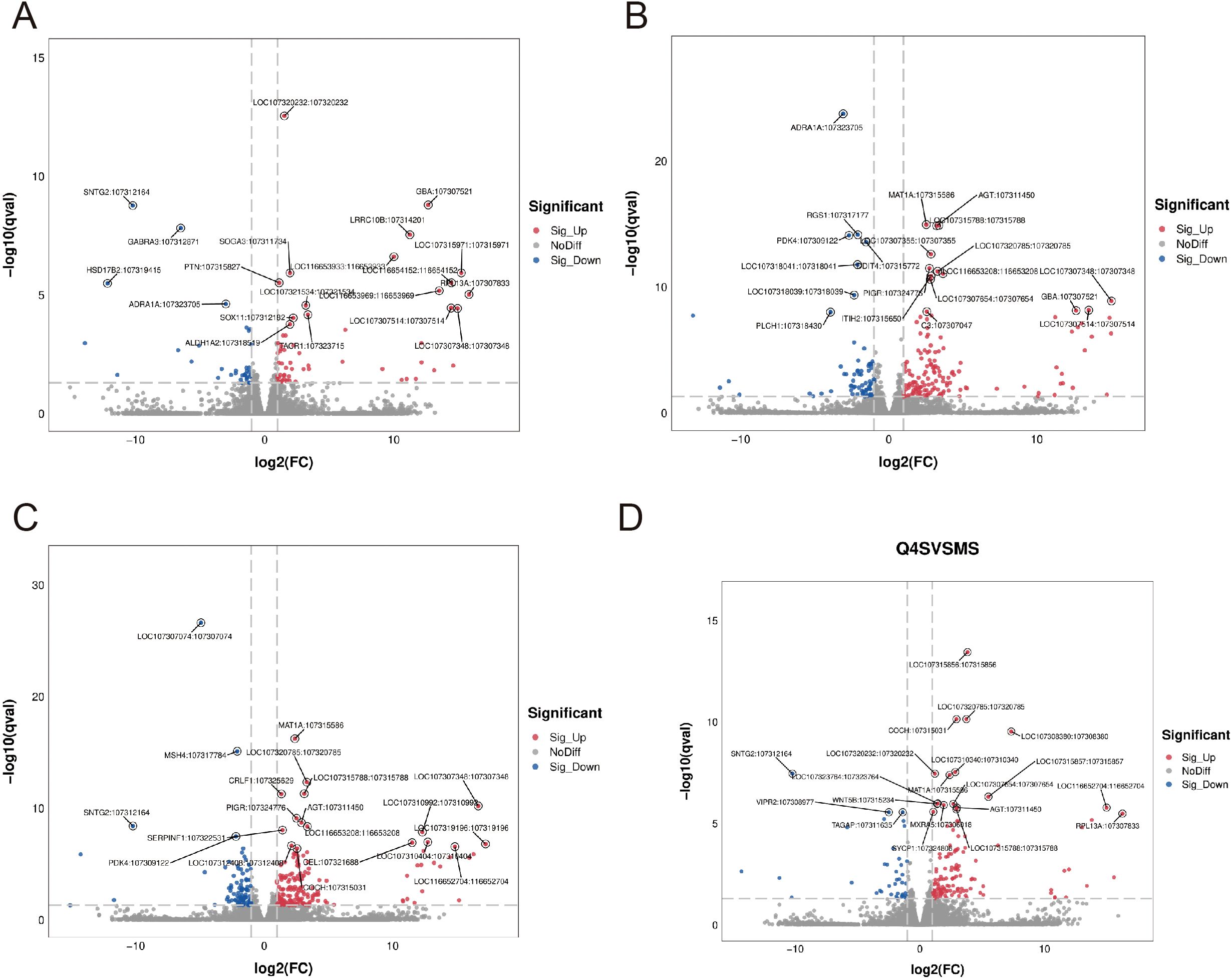 Four volcano plots labeled A through D display differential gene expression data. Each plot shows log2 fold change (x-axis) against negative log10 p-value (y-axis). Points are color-coded: red for significantly upregulated, blue for significantly downregulated, and gray for no significant change. Gene identifiers are annotated on selected points. Vertical dotted lines mark thresholds for significance.