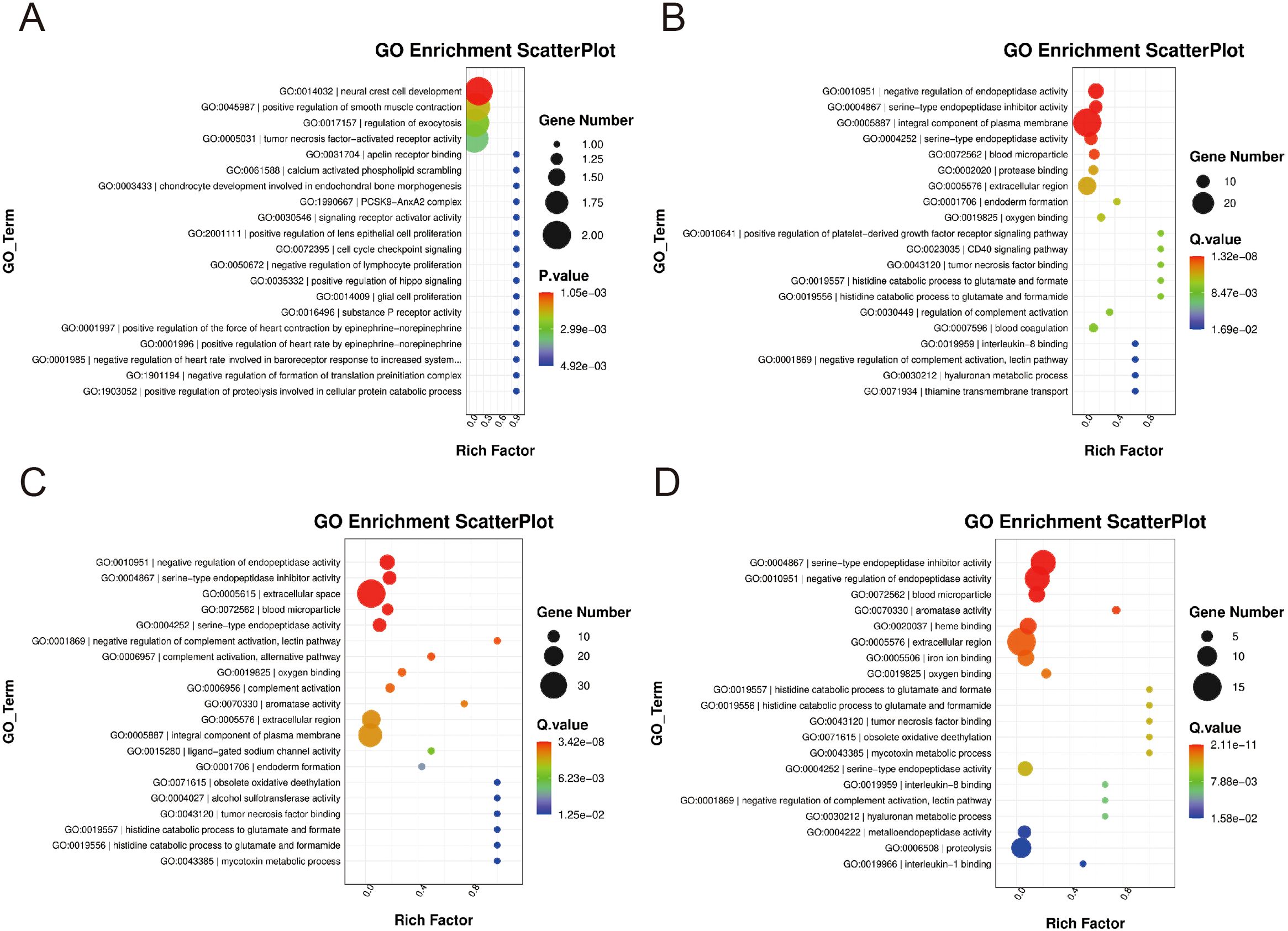 Four panels (A, B, C, D) display GO Enrichment ScatterPlots showing gene ontology terms. Each panel features colored dots varying in size, representing gene numbers and P/Q values. The x-axis is labeled Rich Factor, and the y-axis lists GO terms. Dot size indicates the gene number, while color indicates P/Q value significance, with a gradient from blue (least significant) to red (most significant).