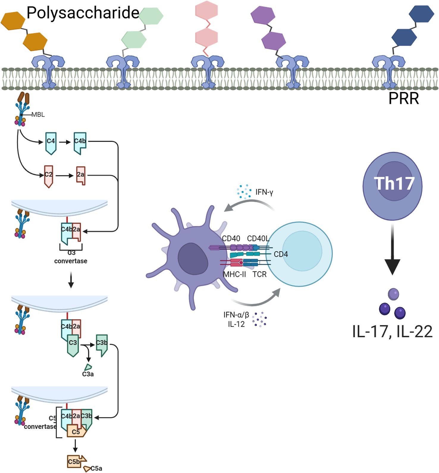 Diagram illustrating the immune response activation process, featuring polysaccharide binding to pattern recognition receptors (PRR). The cascade involves complement components C4, C2, and C3, leading to C5 activation. A dendritic cell interacts with a CD4 T cell through MHC-II, CD40, and CD40L, producing interferon-gamma and other interleukins. This interaction promotes the differentiation into Th17 cells, which secrete IL-17 and IL-22.