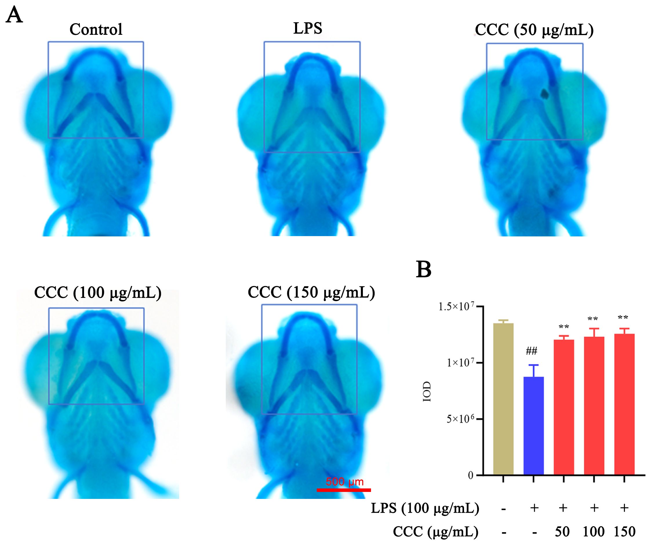 Panel A shows blue-stained images of specimens labeled as Control, LPS, and CCC (50, 100, 150 µg/mL), each with a marked region. Panel B presents a bar graph of IOD levels, depicting a decrease with LPS and increases with CCC at 50, 100, 150 µg/mL. A scale bar of 500 micrometers is included.