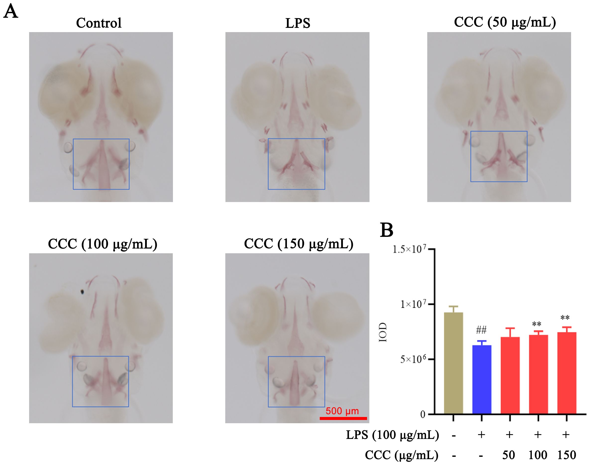 Panel A displays sections of mouse brain tissue under different treatments: Control, LPS, CCC at doses of 50, 100, and 150 micrograms per milliliter. Each section shows anatomical details with marked areas for analysis. Panel B presents a bar graph comparing the integrated optical density (IOD) under the different treatments, indicating levels of response. Statistical significance is noted with symbols.