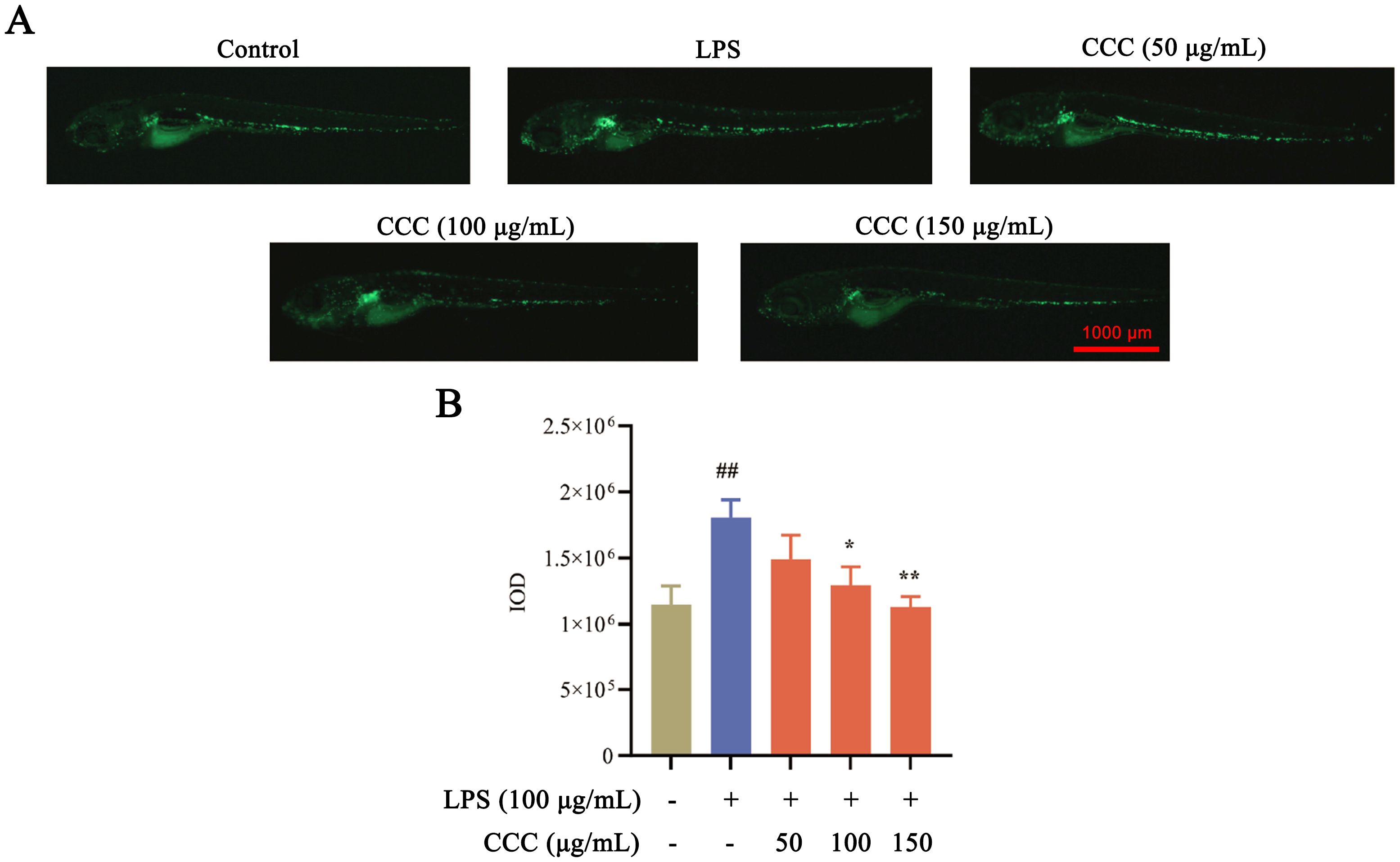 Panel A shows fluorescence images of zebrafish under five conditions: Control, LPS, and CCC at 50, 100, and 150 micrograms per milliliter. Panel B is a bar graph displaying IOD values for each condition, with LPS alone showing the highest value, and CCC treatments reducing IOD progressively with increasing concentration. A significance indicator marks each bar.