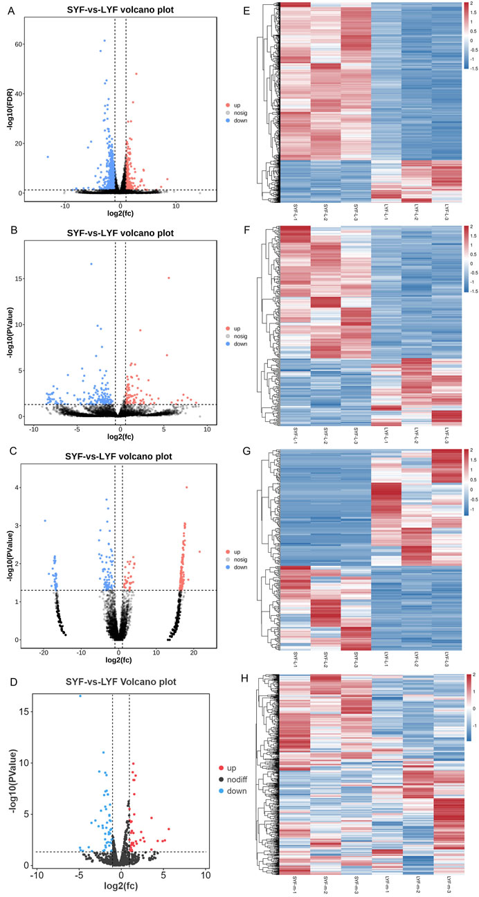 Volcano plots (A-D) show differentially expressed genes between SYF and LYF conditions with points in red and blue indicating upregulated and downregulated genes, respectively. Corresponding heatmaps (E-H) display gene expression levels, with red indicating higher expression and blue indicating lower expression. Each plot and heatmap pair highlights distinct subsets of data with varying significance and expression patterns.