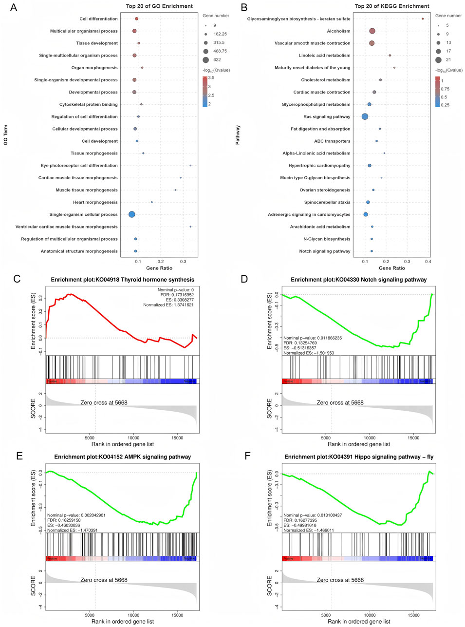 Panel A shows a bubble chart of the top 20 gene ontology (GO) terms with enrichment analysis. Panel B displays a bubble chart of the top 20 KEGG pathway enrichments. Panels C to F each depict enrichment plots: Panel C for thyroid hormone synthesis, Panel D for the Notch signaling pathway, Panel E for the AMPK signaling pathway, and Panel F for the Hippo signaling pathway in flies. Each enrichment plot presents an enrichment score (ES) with associated details like nominal p-value, false discovery rate (FDR), and normalized ES.