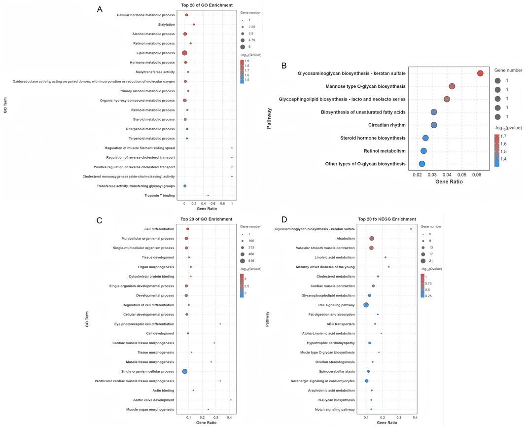 Four dot plot charts display biological enrichments. Chart A shows the top 20 Gene Ontology (GO) enrichments, including cellular hormone metabolic process and sialylation. Chart B highlights pathways like glycosaminoglycan biosynthesis and steroid hormone biosynthesis. Chart C focuses on GO terms like cell differentiation and tissue development. Chart D displays KEGG enrichments like alcohol metabolism and cholesterol metabolism. Each chart uses dot size to show gene number and color for p-value significance.