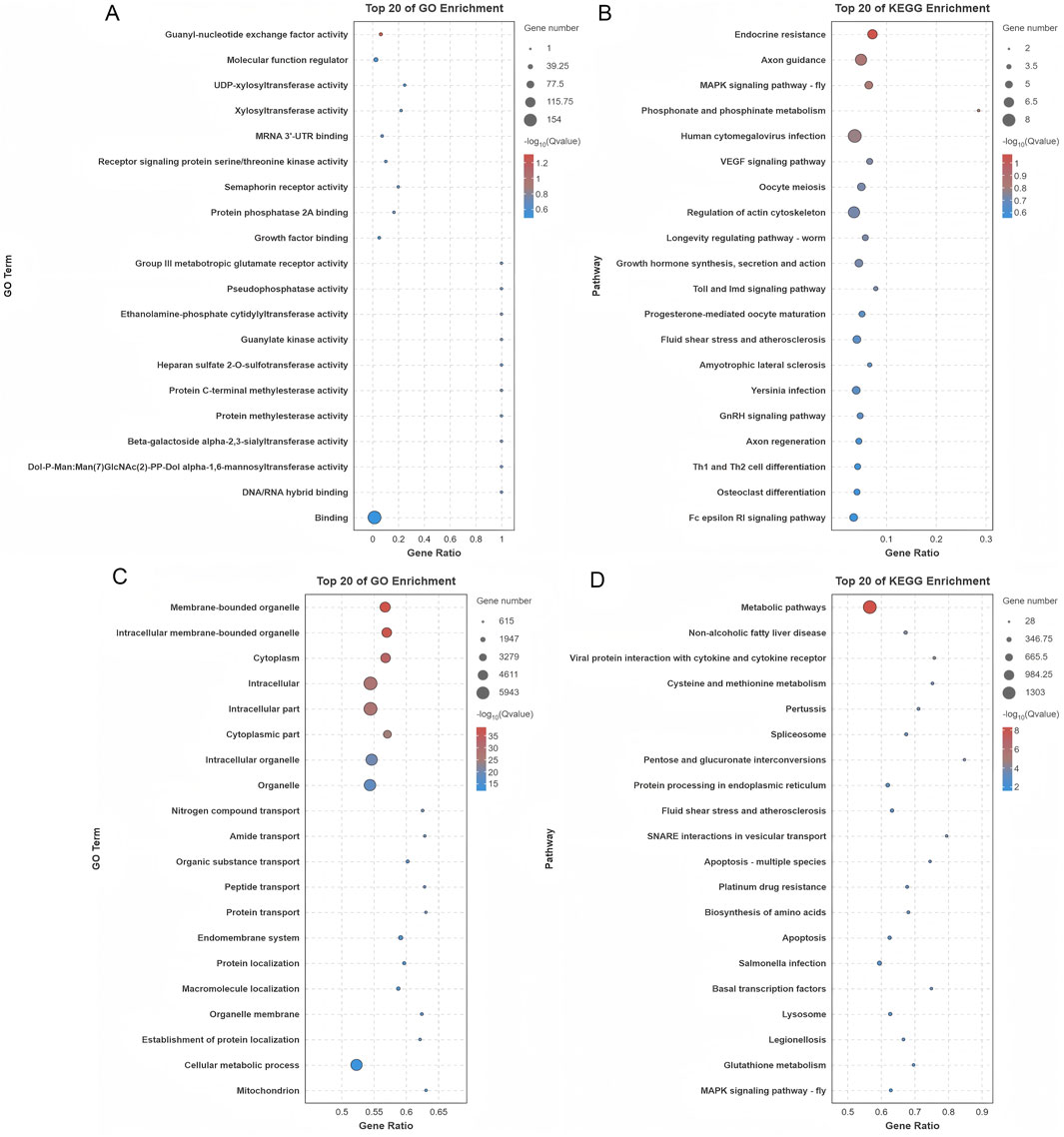 Four dot plots illustrate the top 20 Gene Ontology (GO) and KEGG pathway enrichments. Plot A shows GO enrichment for molecular functions like binding and kinase activity. Plot B depicts KEGG enrichment, highlighting pathways such as axon guidance and cytokine interaction. Plot C focuses on GO terms related to cellular components like organelles and cytoplasmic regions. Plot D displays KEGG enrichment for metabolic pathways and fatty liver disease. Dot sizes reflect gene numbers, while colors indicate -log(p-value) significance.