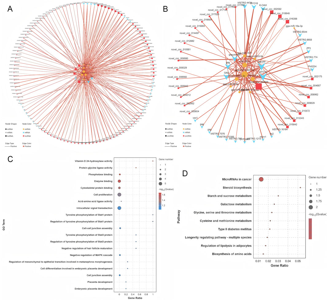 Diagram features four panels with interconnected biological data. Panel A displays a complex network of nodes representing miRNA, mRNA, lncRNA with edges showing interactions. Panel B displays another network of nodes representing miRNA, mRNA, circRNA with edges showing interactions. Panel C is a dot plot showing gene ontology terms with gene ratios and significance levels. Panel D is a similar plot focusing on pathways like microRNAs in cancer. Nodes are color-coded, and edges indicate positive or negative connections. Legends explain node shapes, colors, and edge types.