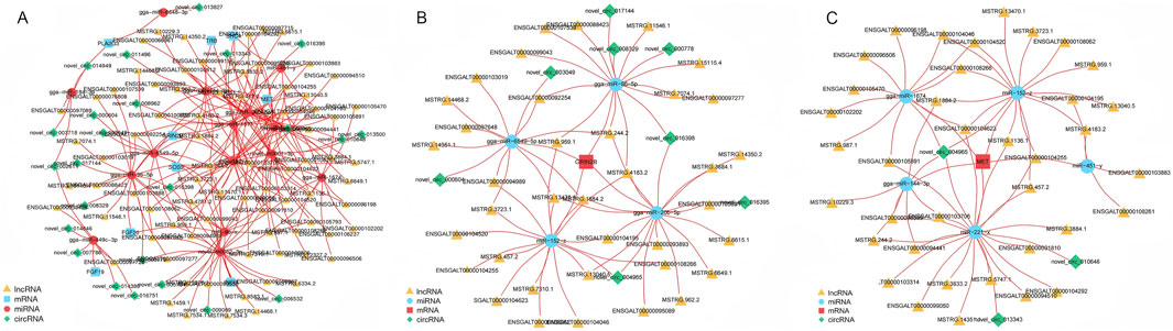 Three network diagrams labeled A, B, and C illustrate interactions between various RNA types: lncRNA (yellow triangles), miRNA (blue circles), mRNA (red squares), and circRNA (green diamonds). Each network shows nodes connected by lines, representing complex relationships among the RNAs.