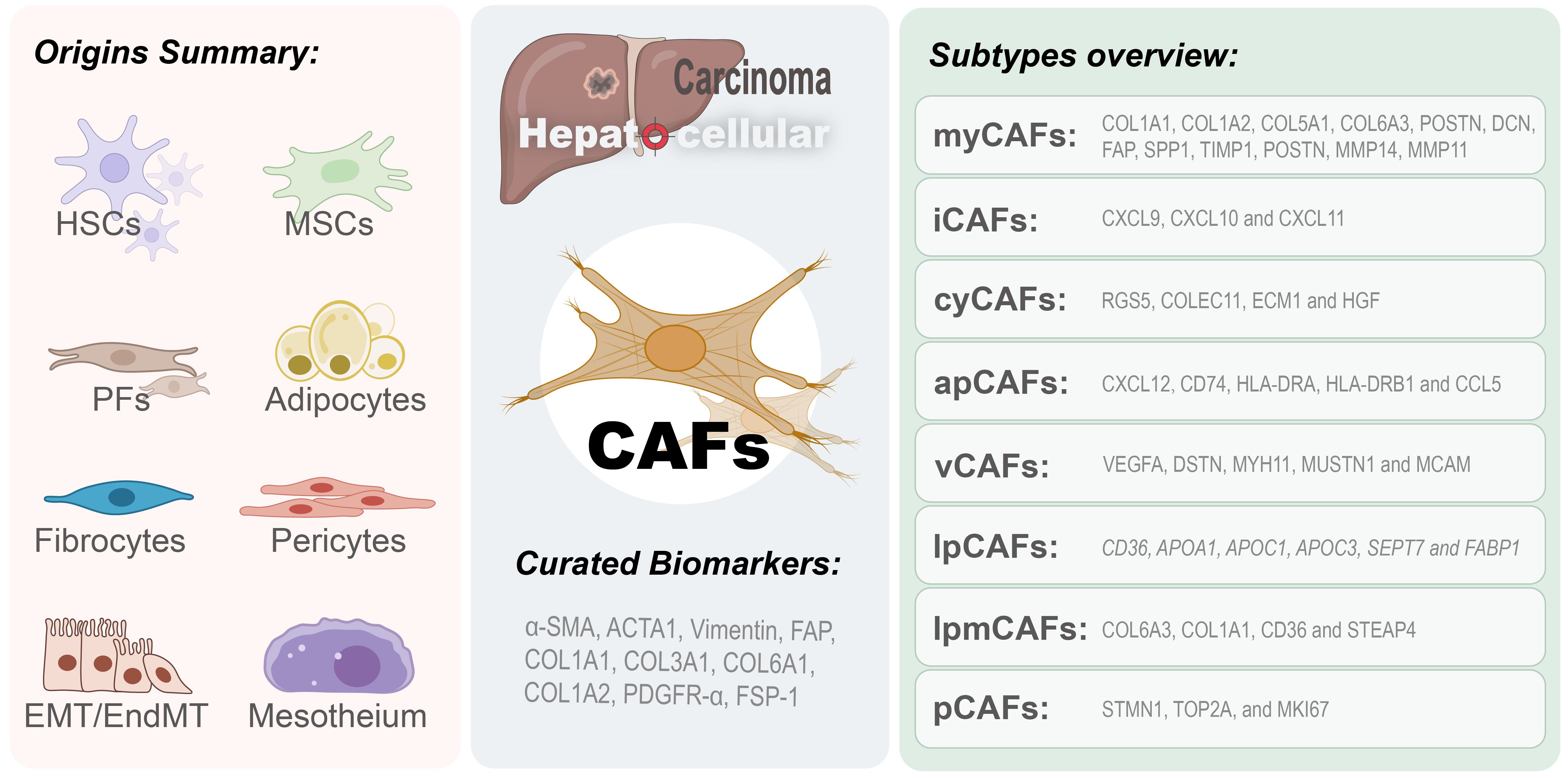Illustration showing the origins, biomarkers, and subtypes of cancer-associated fibroblasts (CAFs). Origins include HSCs, MSCs, PFs, adipocytes, fibrocytes, pericytes, EMT/EndMT, and mesothelium. Curated biomarkers listed are α-SMA, ACTA1, Vimentin, FAP, COL1A1, COL3A1, COL6A1, COL1A2, PDGFR-α, and FSP-1. Subtypes overview includes myCAFs, iCAFs, cyCAFs, apCAFs, vCAFs, lpCAFs, lpmCAFs, and pCAFs with specific markers for each.