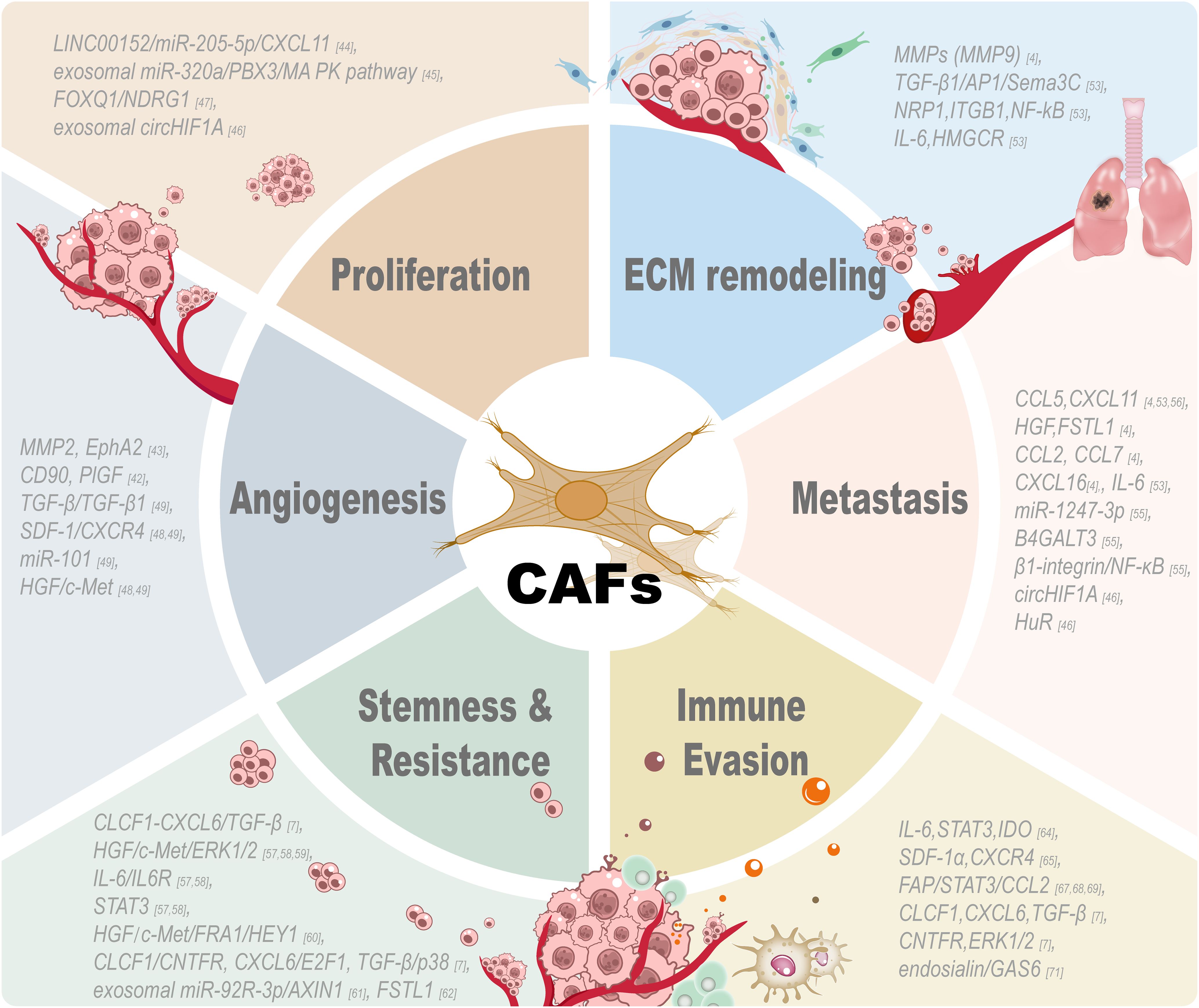 Diagram illustrating the roles of cancer-associated fibroblasts (CAFs) in cancer progression. It is divided into six sections: Proliferation, ECM remodeling, Metastasis, Immune Evasion, Stemness & Resistance, and Angiogenesis. Each section lists related factors and pathways, with visual elements like cells and lungs representing processes.