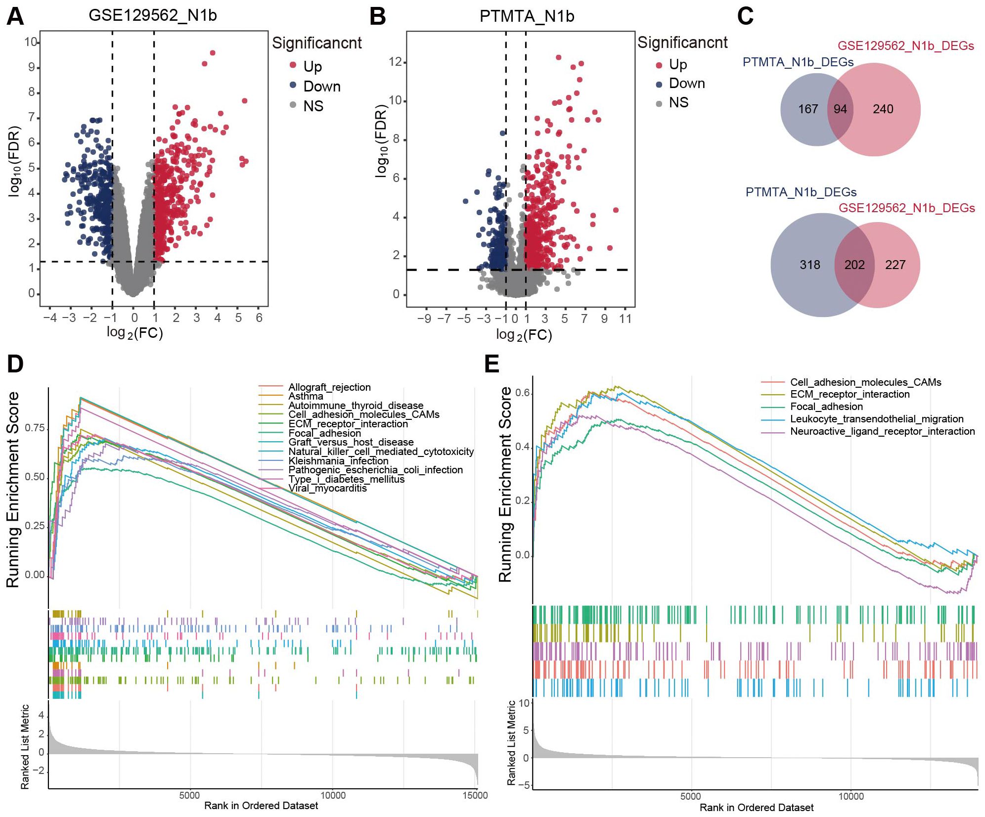 Graphs and charts depicting gene expression and enrichment analysis. Panel A and B are volcano plots showing gene expression significance (up, down, and not significant) for datasets GSE129562\_N1b and PTMTA\_N1b. Panel C presents Venn diagrams comparing differentially expressed genes between datasets. Panels D and E display enrichment score graphs for biological processes, comparing various pathways like cell adhesion and receptor interactions, with ranked datasets on the x-axes.