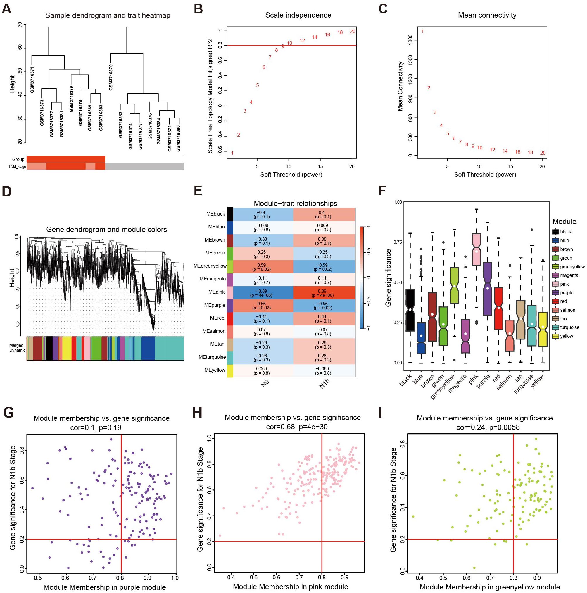 A multi-panel figure showing various analyses related to gene expression data. Panel A displays a sample dendrogram and trait heatmap indicating sample clustering. Panel B shows a plot of scale independence against soft threshold power. Panel C illustrates mean connectivity versus soft threshold power. Panel D presents a gene dendrogram with module colors. Panel E is a heatmap of module-trait relationships. Panel F displays boxplots of gene significance across modules. Panels G, H, and I depict scatter plots of module membership versus gene significance for purple, pink, and greenyellow modules, respectively.