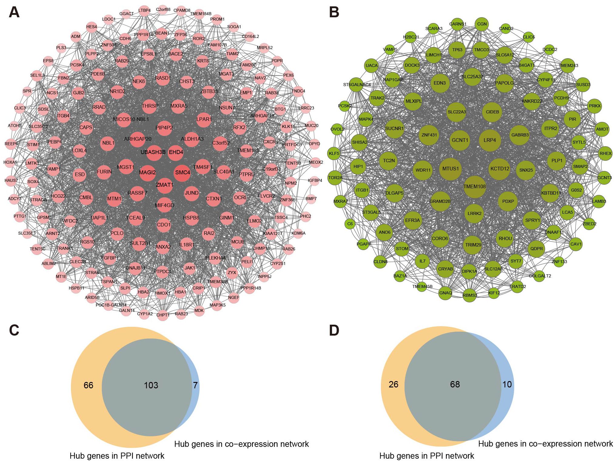 A set of diagrams illustrates genetic network data. Diagram A shows a complex pink-red network labeled “PPI network”, with hub genes highlighted. Diagram B displays a similar green network for the “co-expression network”, also highlighting hub genes. Diagram C features a Venn diagram comparing hub genes, with 66 unique to the PPI network, 7 unique to the co-expression network, and 103 shared. Diagram D is another Venn diagram with 26 unique genes in the PPI network, 10 in the co-expression network, and 68 shared.