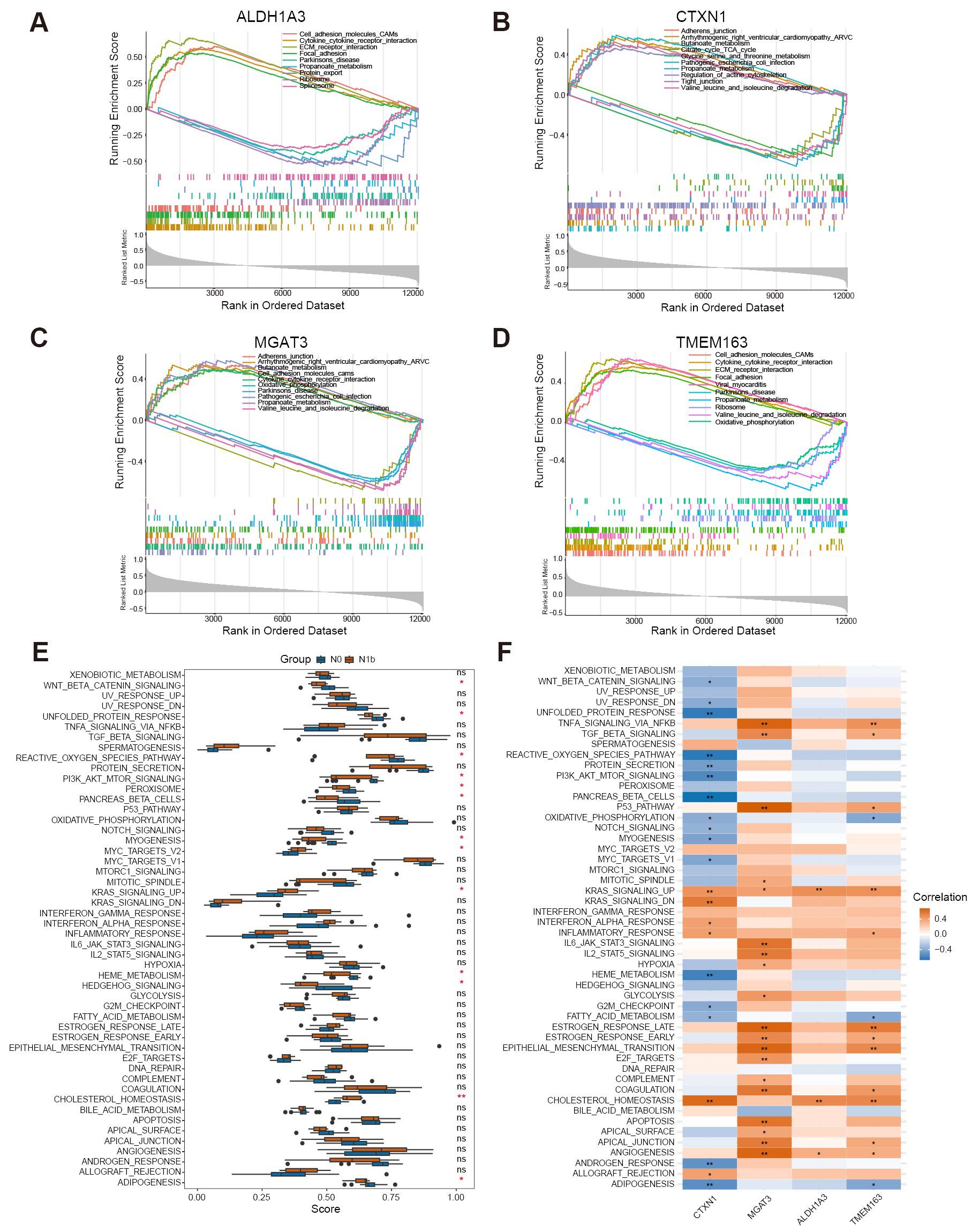Six-part graphic showing data analysis results. Panels A-D display enrichment plots for genes ALDH1A3, CTXN1, MGAT3, and TMEM163, with running scores and rank information. Panel E presents a boxplot comparing scores across groups for various metabolic and signaling pathways. Panel F is a heatmap illustrating correlations for different pathways across genes, with color coding for correlation strength.