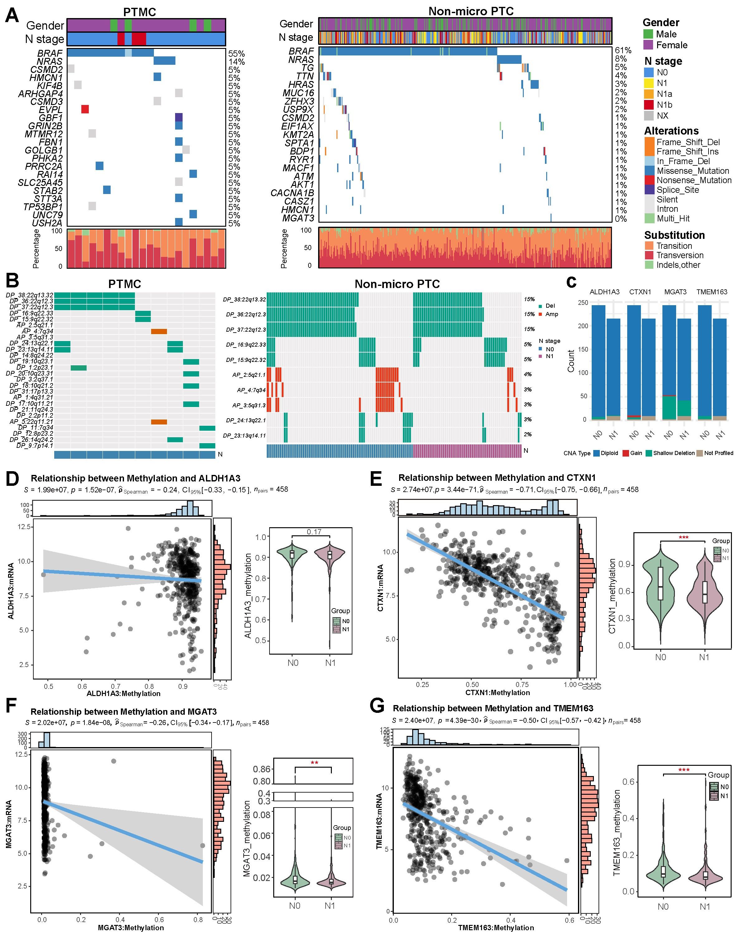 Genomic data visualizations depicting alterations and methylation relationships in papillary thyroid microcarcinoma (PTMC) and non-micro papillary thyroid carcinoma (PTC). Panel A shows genomic alterations with color-coded substitutions and alterations. Panel B details CNV patterns. Panel C illustrates gene expression counts for ALDH1A3, CTXN1, MGAT3, and TMEM163. Panels D to G present scatter plots with regression lines and violin plots showing relationships between methylation and mRNA levels of the genes, with statistical significance indicated.