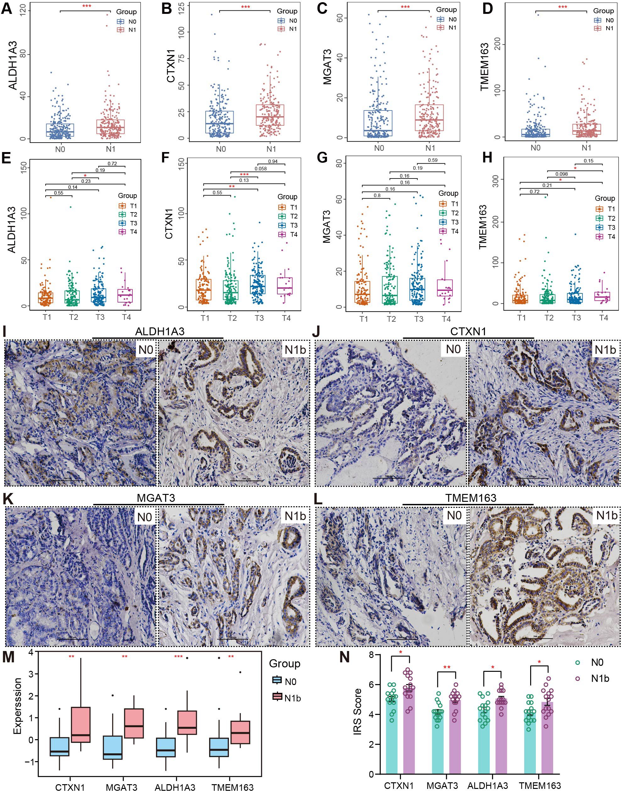 Graphs and immunohistochemistry images analyzing protein expression in different conditions. Panels A-D show box plots comparing proteins ALDH1A3, CTXN1, MGAT3, and TMEM163 between groups N0 and N1. Panels E-H show box plots for these proteins across groups T1-T4. Panels I-L display tissue staining for each protein in groups N0 and N1b. Panels M and N provide expression and IRS score comparisons between groups, with significant differences indicated by asterisks.