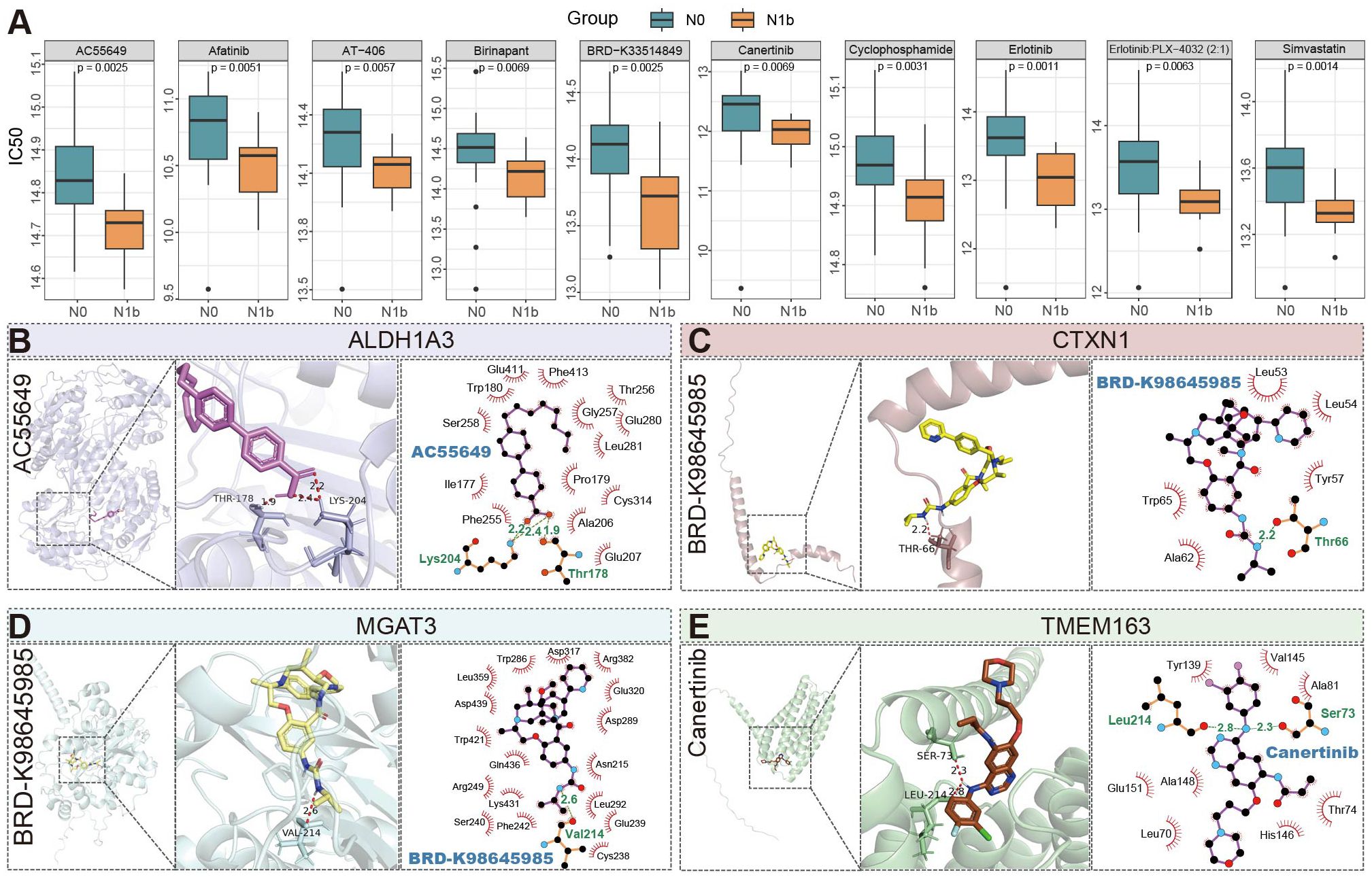 Panel A displays box plots comparing IC50 levels for different groups and drugs, with significant p-values. Panels B to E show molecular docking interactions for compounds like AC55649 and BRD-K98645985, highlighting amino acid interactions in proteins ALDH1A3, CTXN1, MGAT3, and TMEM163. Each sub-panel features protein structures, ligand-binding sites, and interaction diagrams.