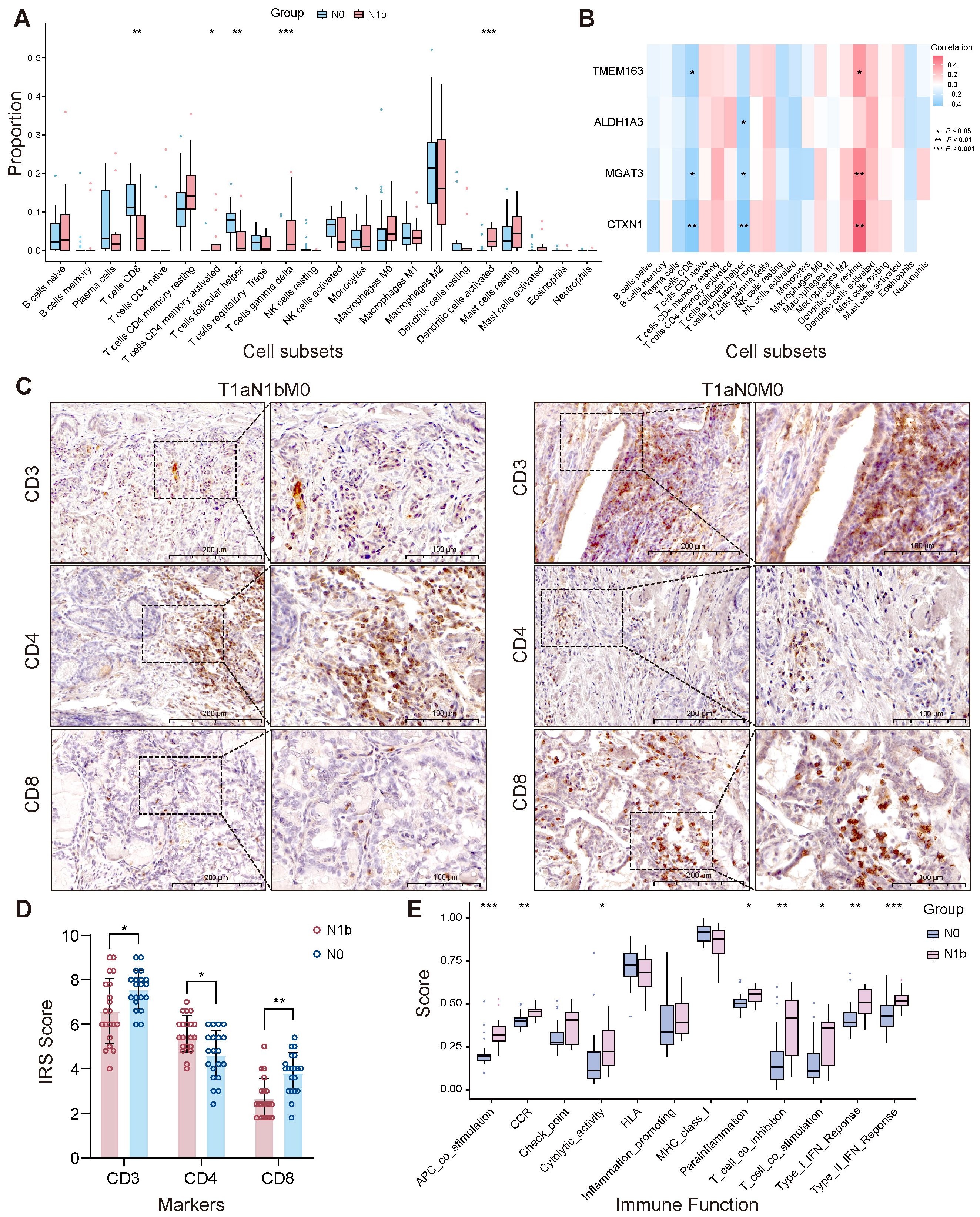Panel A shows a box plot comparing cell type proportions in two groups, N0 and N1b. Panel B features a heatmap displaying the correlation of genes TMEM163, ALDH1A3, MGAT3, and CTXN1 with various immune cells. Panel C includes immunohistochemistry images comparing CD3, CD4, and CD8 stains between T1aN1bM0 and T1aN0M0 groups. Panel D shows a bar graph of IRS scores for CD3, CD4, and CD8, indicating differences between N1b and N0 groups. Panel E presents box plots comparing immune-related scores between the two groups. Statistical significance is indicated with asterisks.
