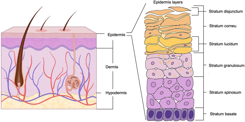 Diagram of skin structure showing three main layers: epidermis, dermis, and hypodermis. The epidermis is detailed with its layers: stratum disjunctum, stratum corneum, stratum lucidum, stratum granulosum, stratum spinosum, and stratum basale. Hair follicles and blood vessels are also illustrated.