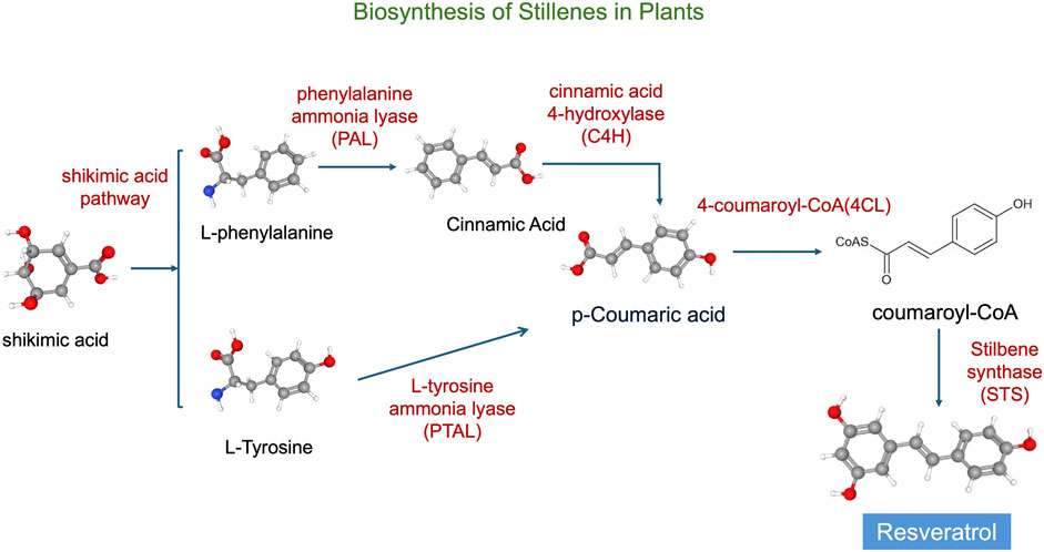 Diagram of stilbene biosynthesis starting with chorismate. Chorismate converts to L-phenylalanine and L-tyrosine via shikimate or arogenate pathways. L-phenylalanine converts to cinnamic acid using phenylalanine ammonia lyase (PAL), which becomes coumaric acid with cinnamic acid 4-hydroxylase (C4H). L-tyrosine converts to coumaric acid via phenylalanine/L-tyrosine ammonia lyase (PTAL). Coumaric acid converts to coumaroyl-CoA using 4-coumaroyl-CoA (4CL), leading to resveratrol production via stilbene synthase (STS).