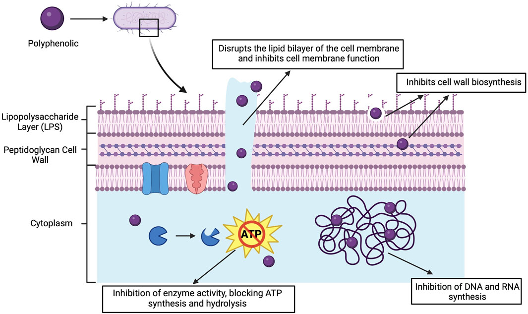 Diagram illustrating the effects of polyphenolics on bacterial cells. Polyphenolics disrupt the lipid bilayer, inhibit cell wall biosynthesis, enzyme activity, ATP synthesis, and DNA/RNA synthesis in bacterial cells, targeting components like the lipopolysaccharide layer, peptidoglycan cell wall, and cytoplasm.