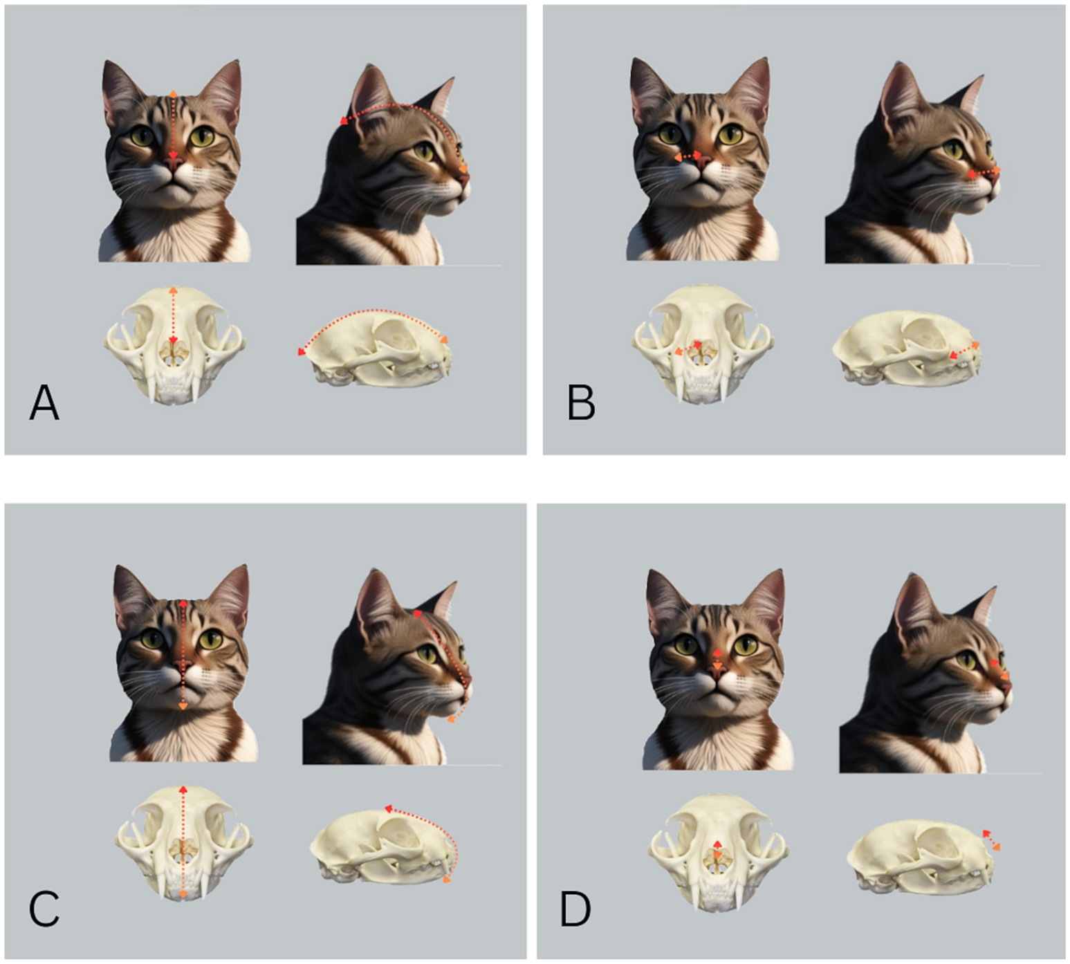 Illustration showing four panels labeled A, B, C, and D, each with a cat's face in frontal and profile views aligned with corresponding skull diagrams. Red arrows indicate different measurements and alignments on each cat and skull. The arrows vary in direction and position across panels, signifying diverse anatomical comparisons.