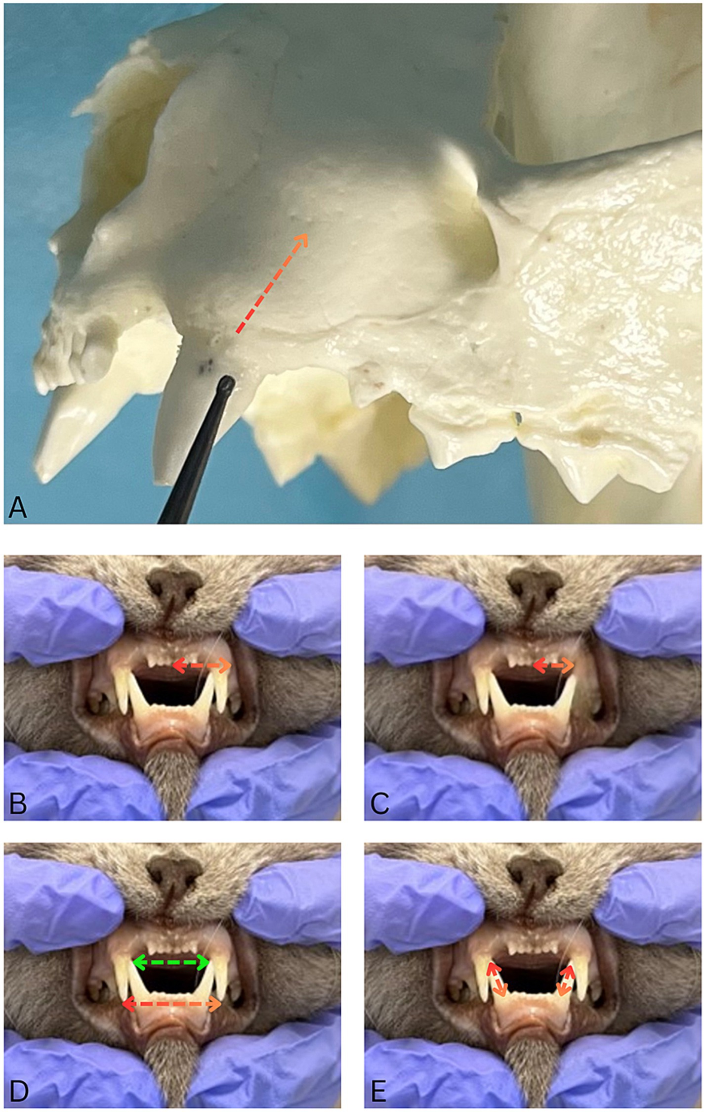 A series of images showing dental examination on a cat, labeled A to E. Image A shows a close-up of a skull with an upward red arrow drawn on it. Images B to E display a cat's open mouth with a focus on the teeth, held open by hands wearing blue gloves. Arrows are used to indicate measurements or points of interest on the teeth, with variations in direction and color across the images.