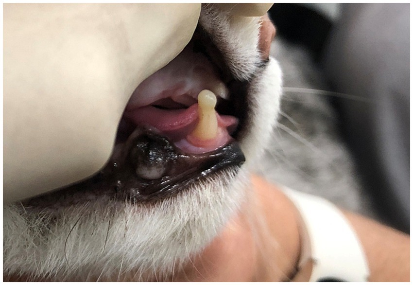Close-up of a cat's open mouth showing rounded dental material on the tooth to prevent irritation to the opposing lip.