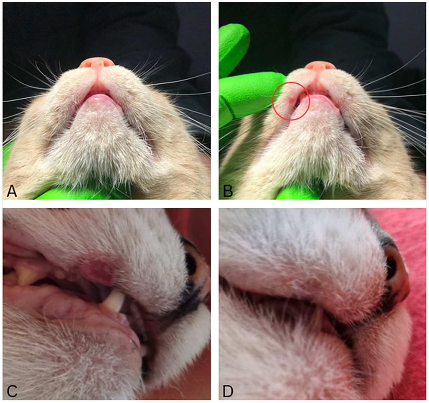 A series of four images labeled A to D, showing a cat's mouth from different angles. Image A displays the underside of the cat's mouth. Image B is similar but highlights a specific area with a red circle. Image C shows a side view of the cat's open mouth, revealing teeth and a red spot on the gums. Image D is a close-up of the side of the closed mouth. Green gloves are visible in images A and B.