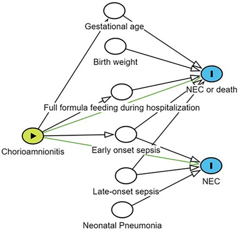 Diagram showing causal pathways involving chorioamnionitis leading to NEC or death. Factors include gestational age, birth weight, and full formula feeding during hospitalization. It connects to early and late-onset sepsis, and neonatal pneumonia.