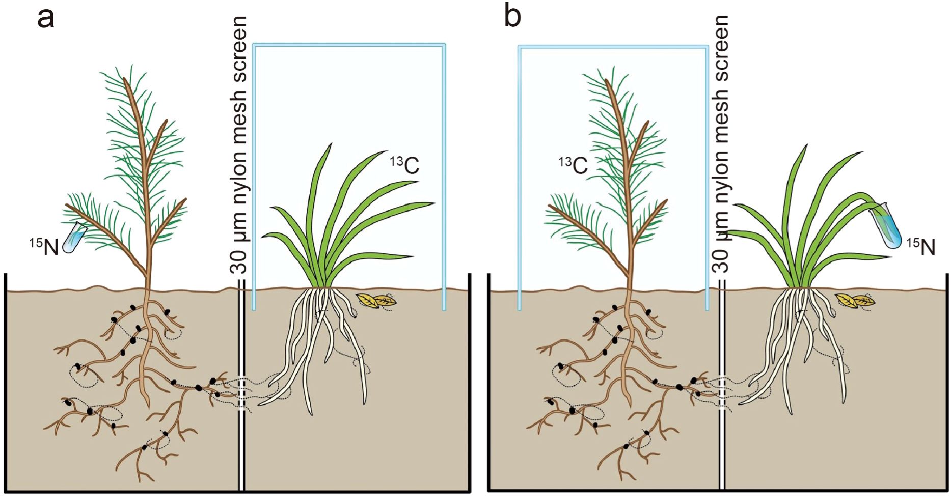 Diagram showing two side-by-side panels labeled “a” and “b” illustrating plant nutrient exchange. In panel “a”, pine seedlings receives nitrogen-15 from a vial, while orchids receives carbon-13. A 30-micron nylon mesh screen separates the roots underground. In panel “b”, the setup is reversed; the tree receives carbon-13 and the grass nitrogen-15, again separated by a mesh screen.