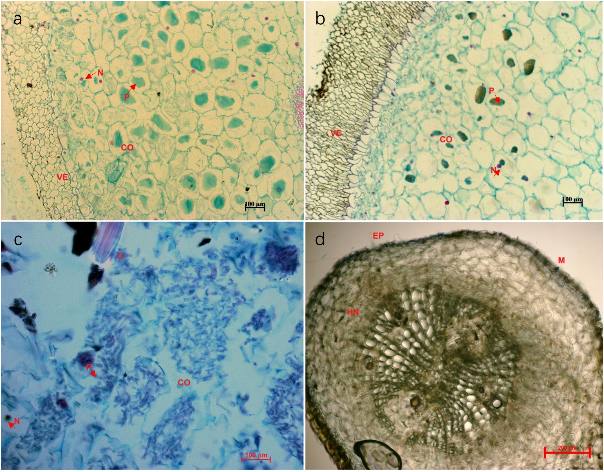 Four-panel microscopic images of plant cell structures. (a) Cells with visible nuclei (N), parenchyma cells (P), collenchyma (CO), vascular elements (VE). Scale bar at 100 micrometers. (b) Similar to (a) with distinct vascular structure. (c) Cells stained blue with collenchyma (CO) and nuclei (N) indicated. (d) Cross-section showing epidermis (EP), medulla (M), and vascular bundles (HN). Scale bar at 200 micrometers.