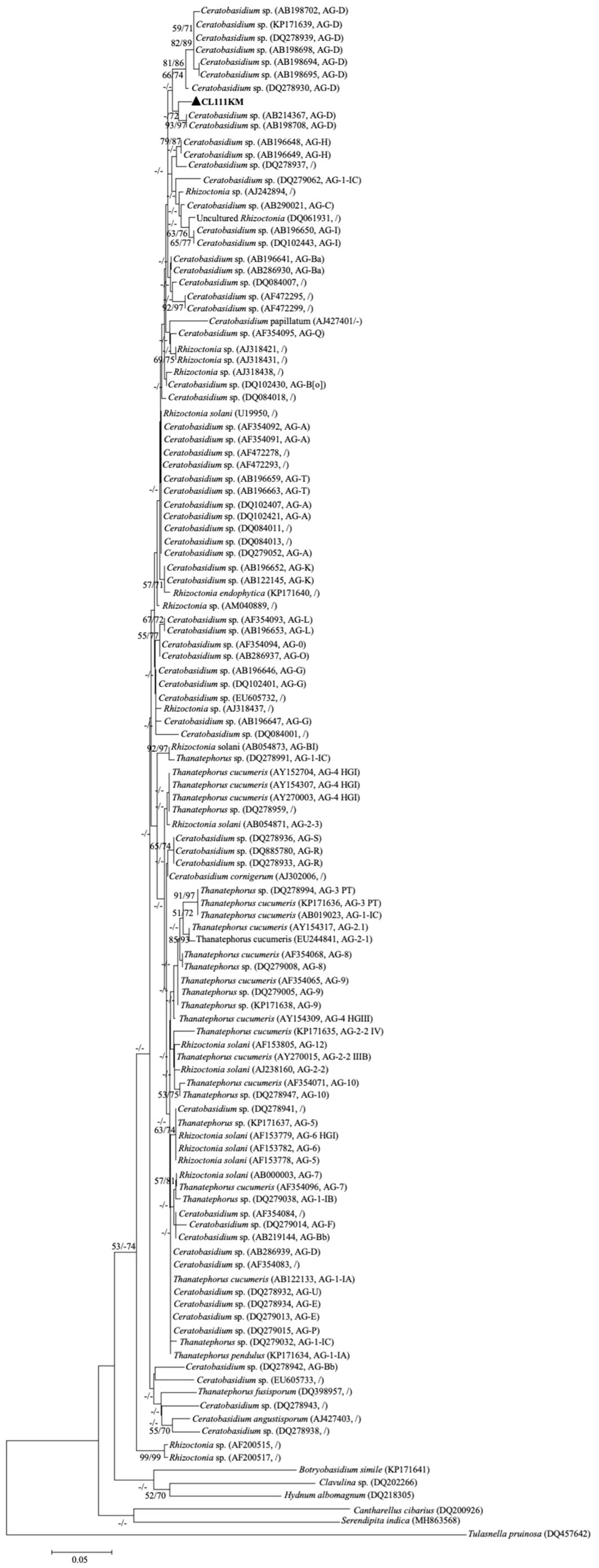 Phylogenetic tree diagram displaying various species from the genera Ceratobasidium, Rhizoctonia, Thanatephorus, and others. Branches show evolutionary relationships, with labels indicating species names, accession numbers, and group codes. The tree represents genetic similarities and differences among these species with numerical values denoting bootstrap support for branches.