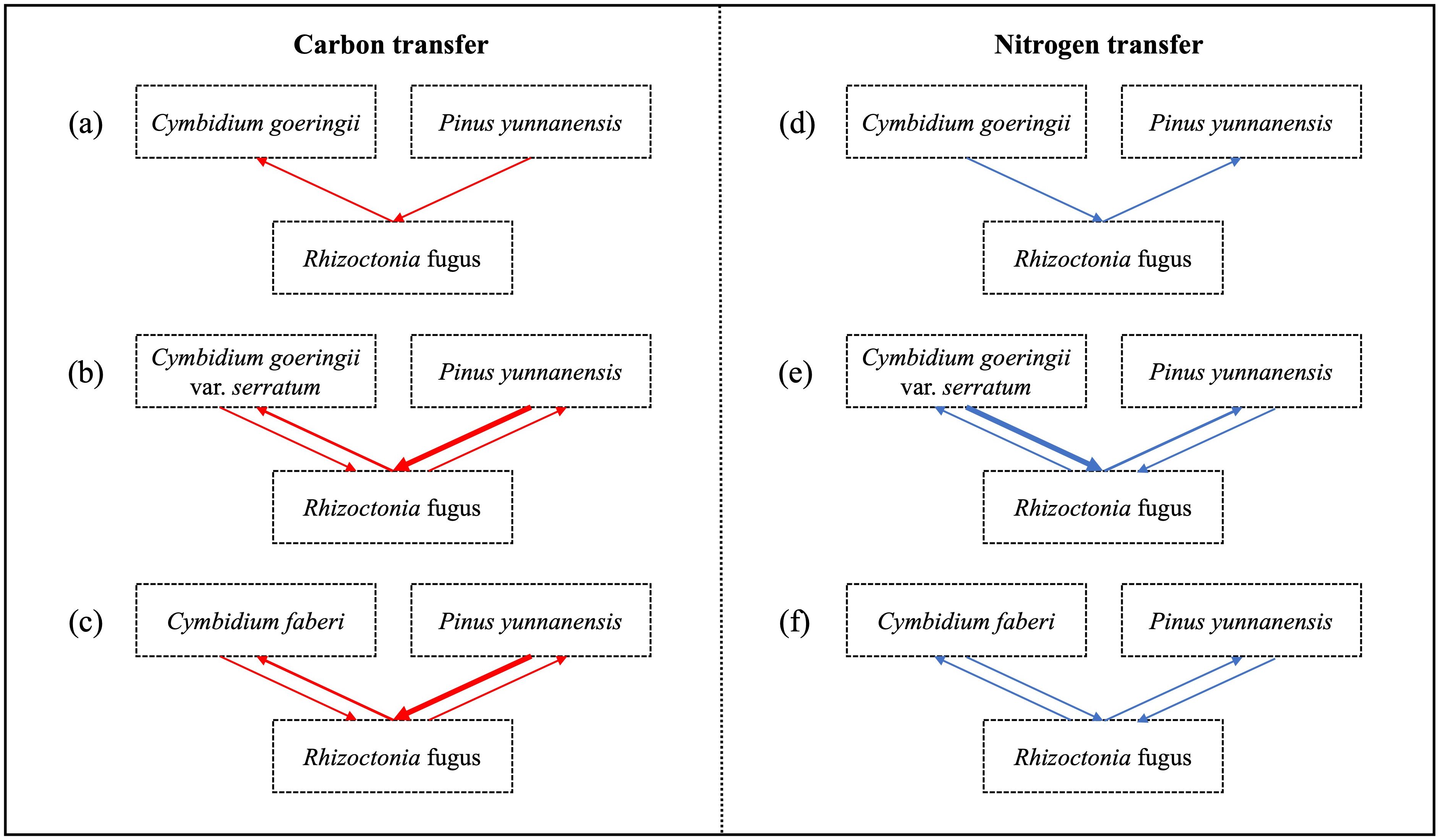 Diagram comparing carbon and nitrogen transfer among three orchid species and Pinus yunnanensis. On the left, carbon transfer is shown with red arrows. Cymbidium goeringii, Cymbidium goeringii var. serratum, and Cymbidium faberi transfer carbon to Rhizoctonia fugus, then to Pinus yunnanensis. On the right, nitrogen transfer is shown with blue arrows, following the same pattern of transfer between the species. Arrows depict the direction and flow of transfer among the orchids and pine trees.