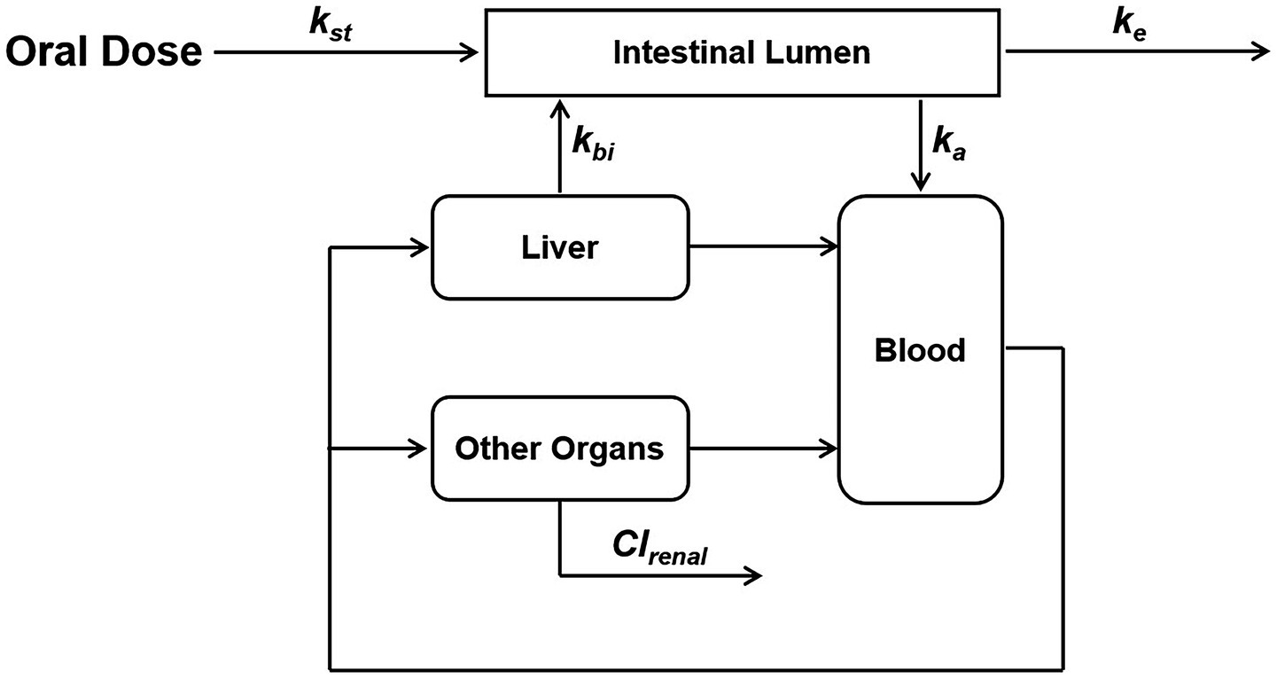Pharmacokinetic diagram shows the pathway of an oral dose through various compartments: intestinal lumen, liver, blood, and other organs. It indicates transfer rates with arrows and labels like \(k_{st}\), \(k_{bi}\), \(k_a\), \(k_e\), and \(\text{Cl}_{renal}\).