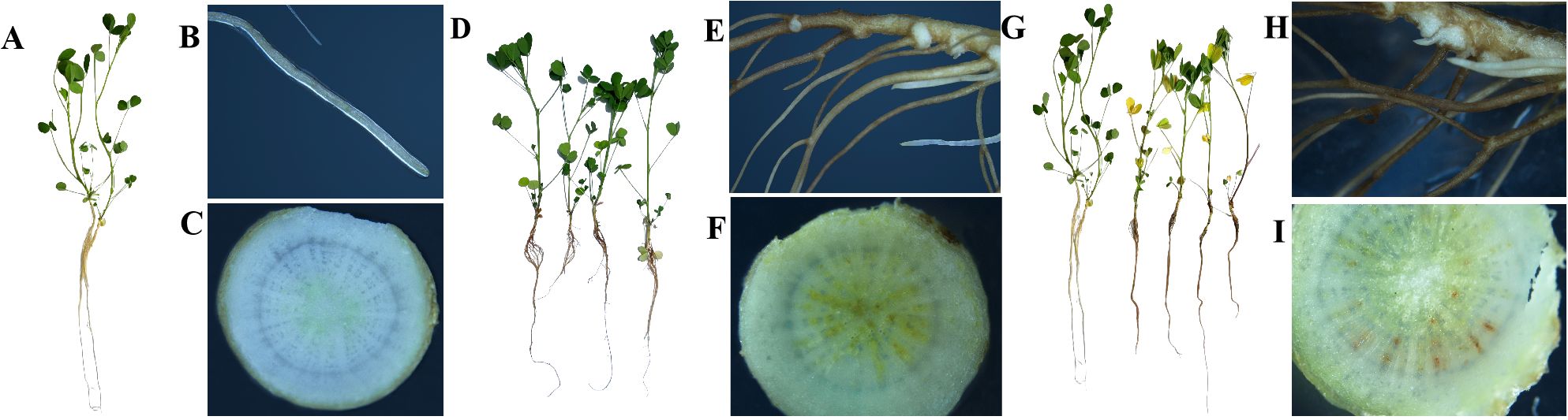 A series of images labeled A to I. A and G show young plants with green leaves. B and E display close-ups of roots. C, F, and I are cross-sections of plant stems or roots showing internal structure. D and H depict multiple plants with visible roots and varying leaf health.